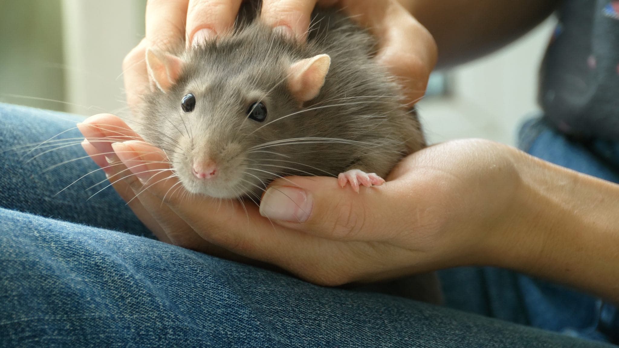 Sauvetage d’animaux issus de laboratoires : partenariat avec l’Association Graal.