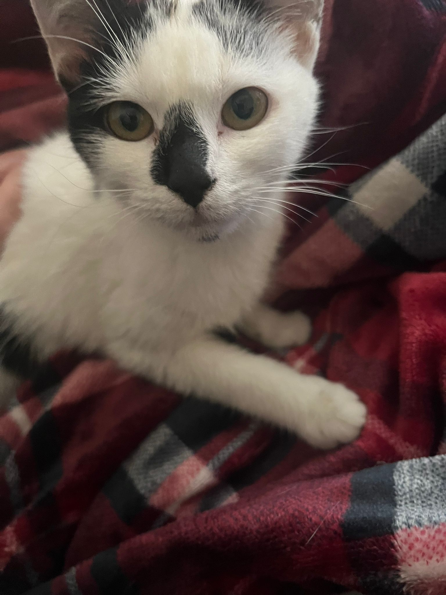 Zouzou : chaton femelle, 5 mois