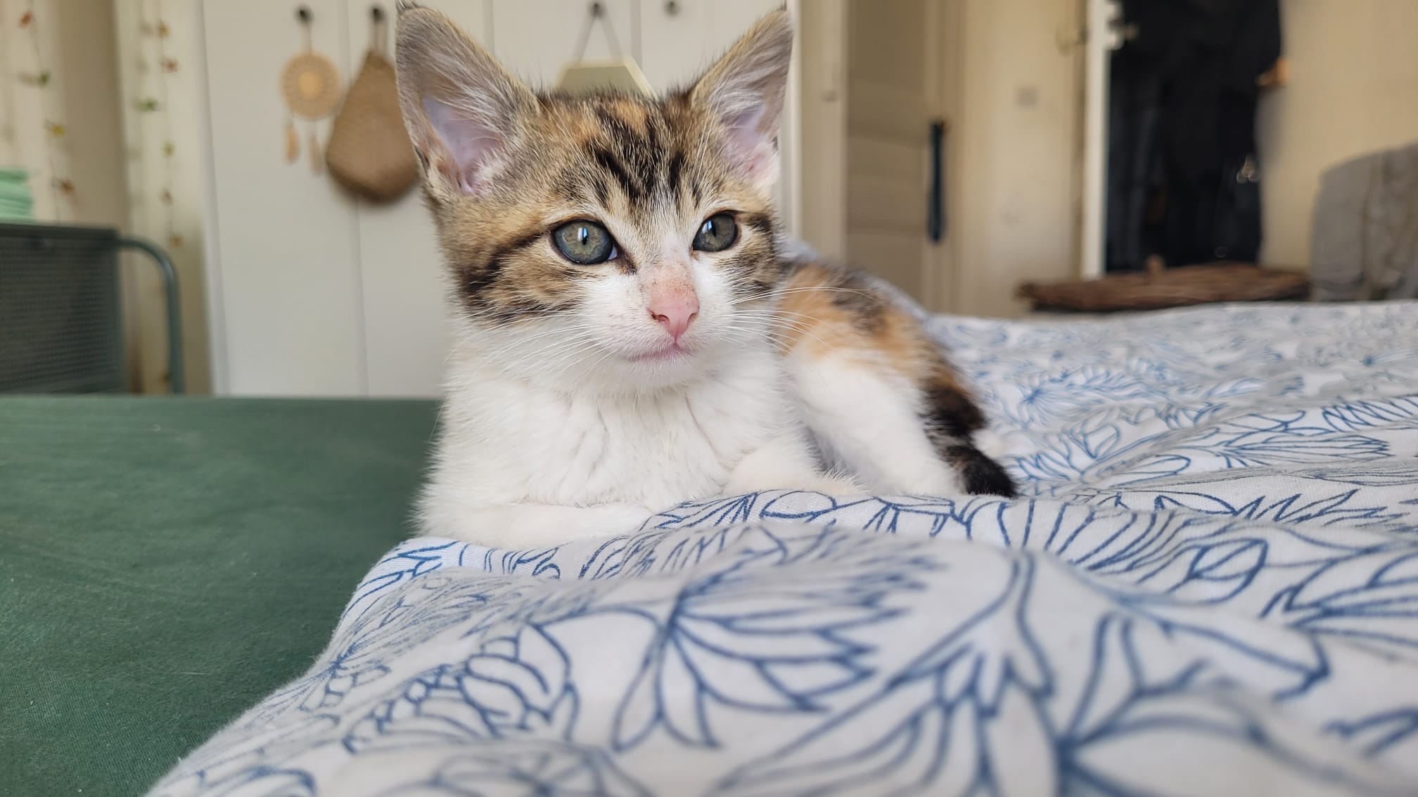Lysa : chaton femelle de 2 mois et demi : IDF
