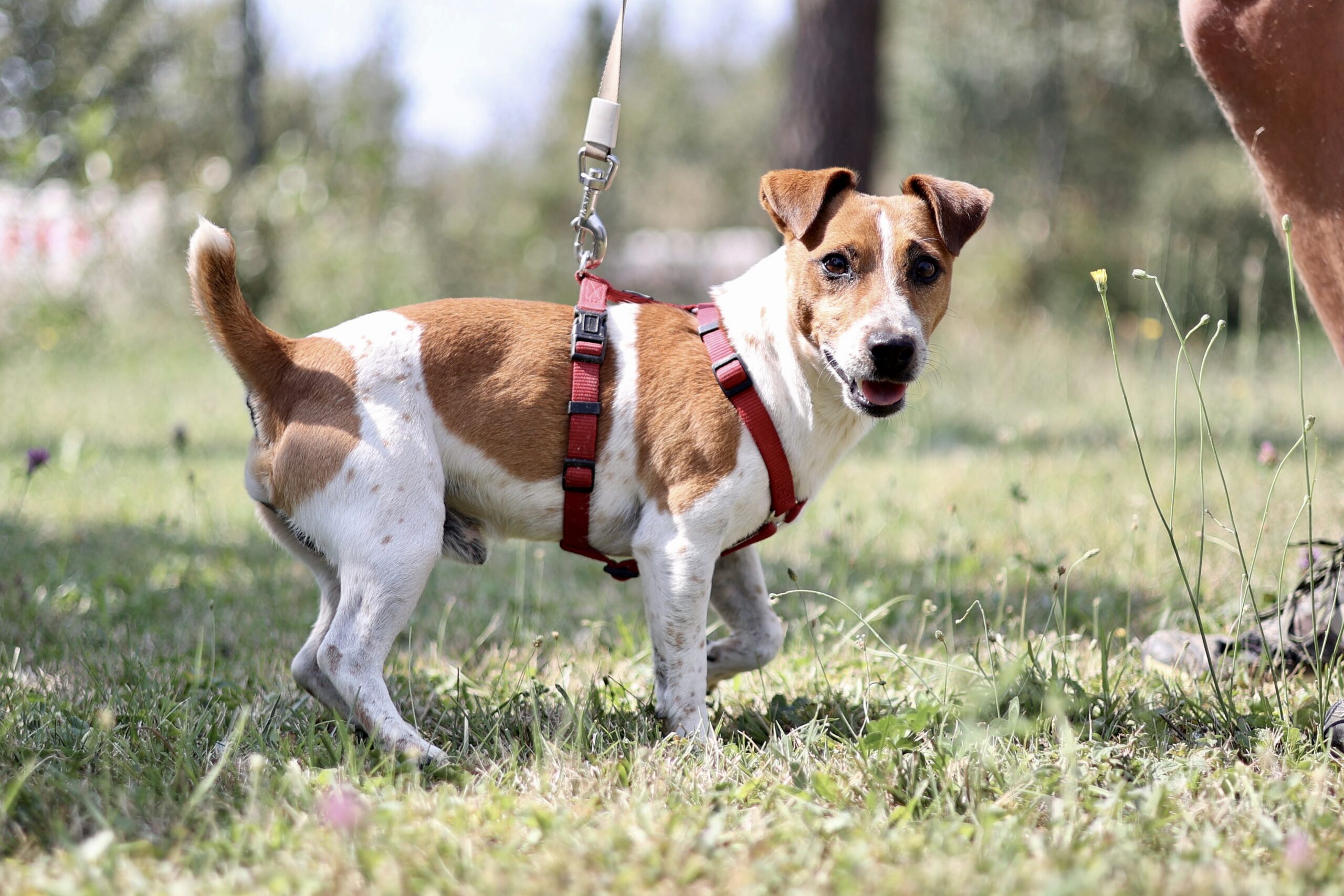 Vianney : Chien Mâle de 6 ans et demi : Tarn-et-Garonne