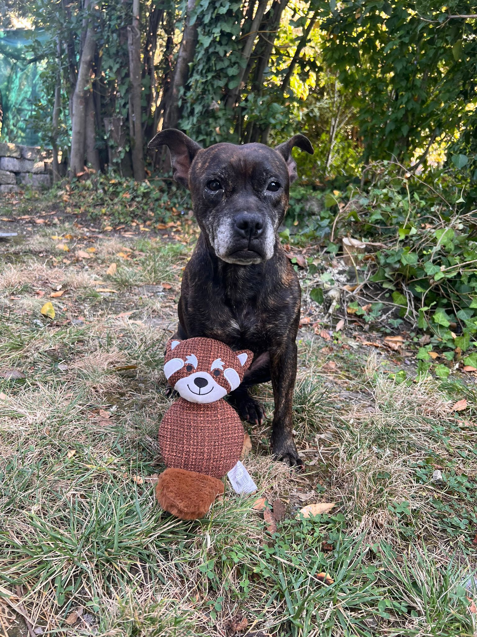 Ruby : croisée Staffie de 4 ans : Tarn et Garonne (82)