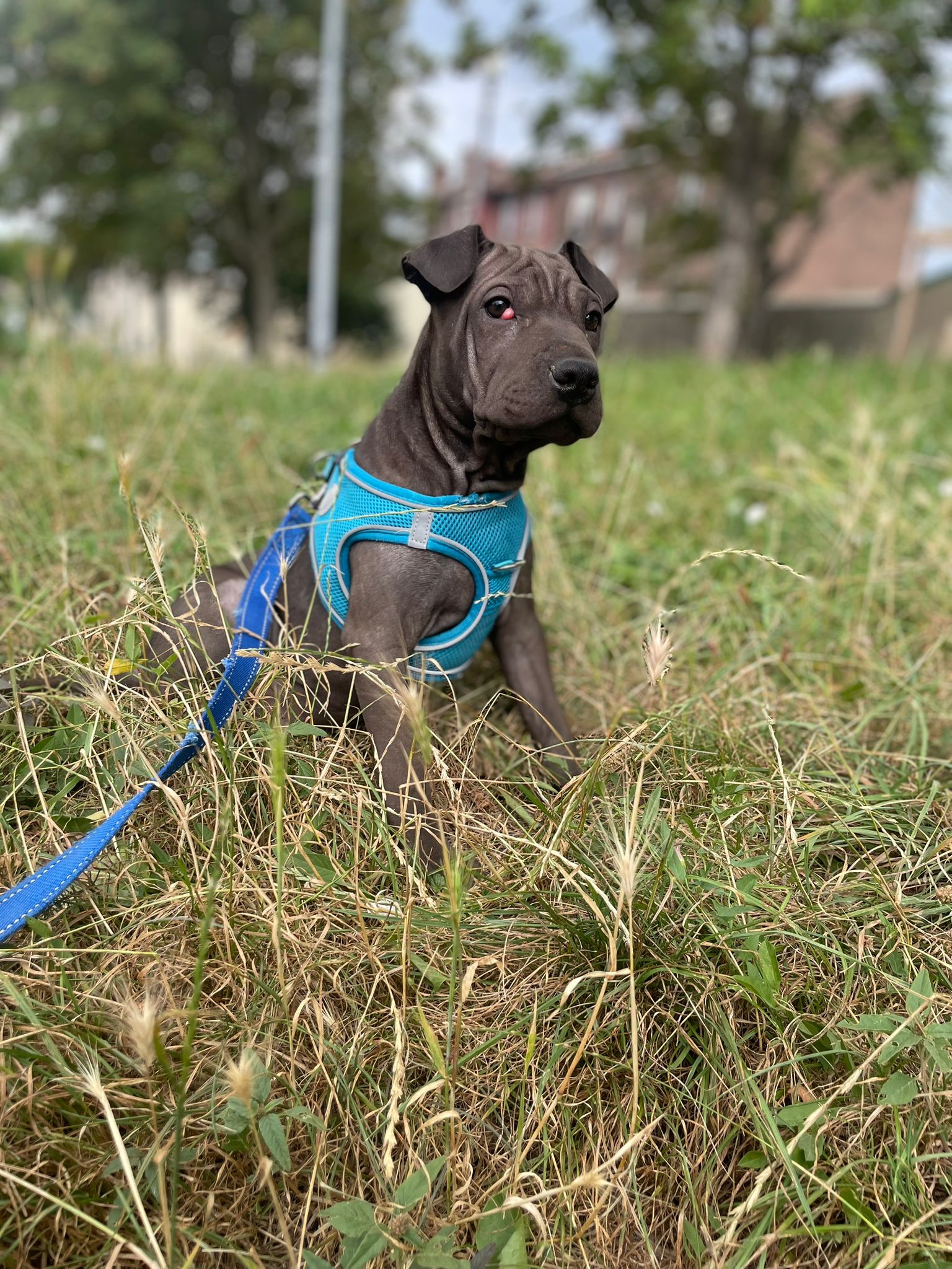 Meiko : chiot Shar-pei  de 3 mois et demi : IDF