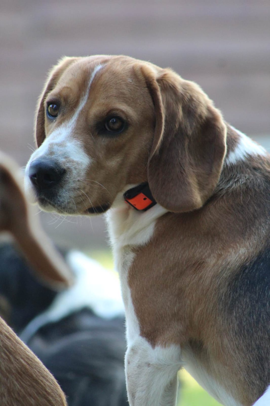 Sun : Beagle de 3 ans : IDF