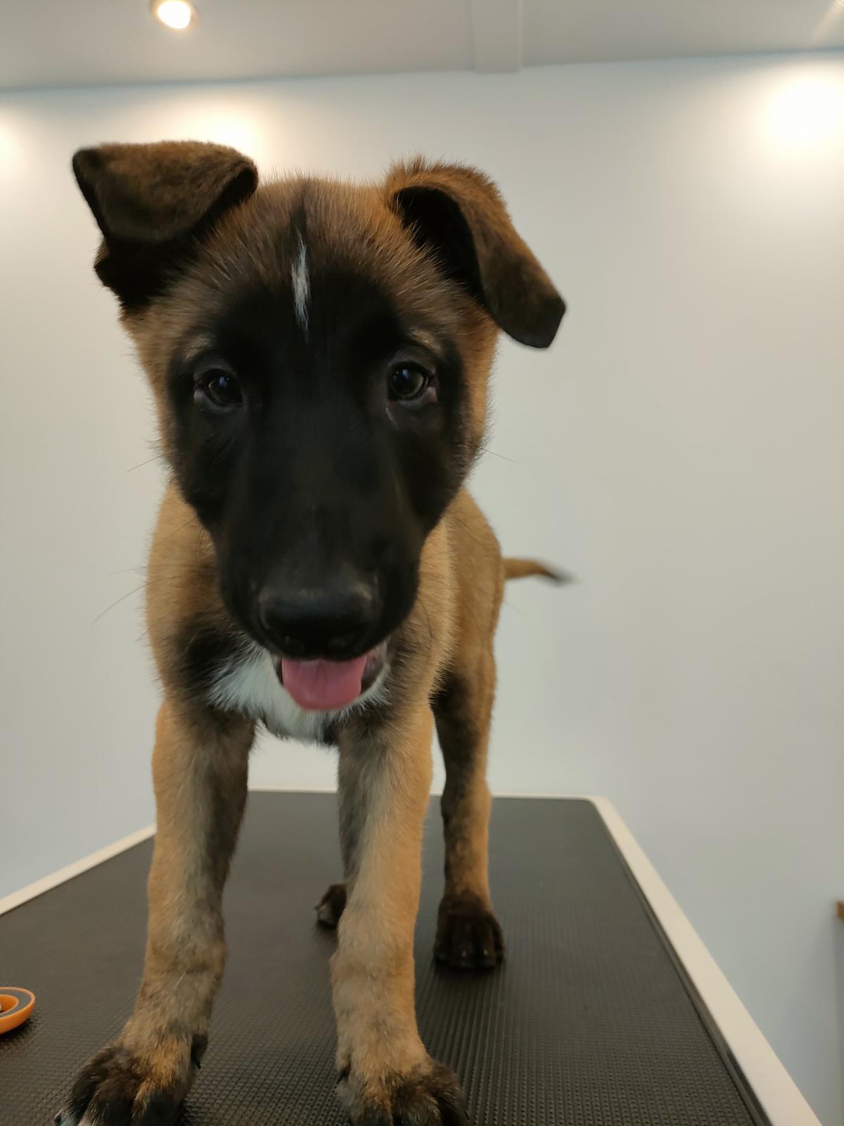 Maddox : chiot croisé Malinois : IDF