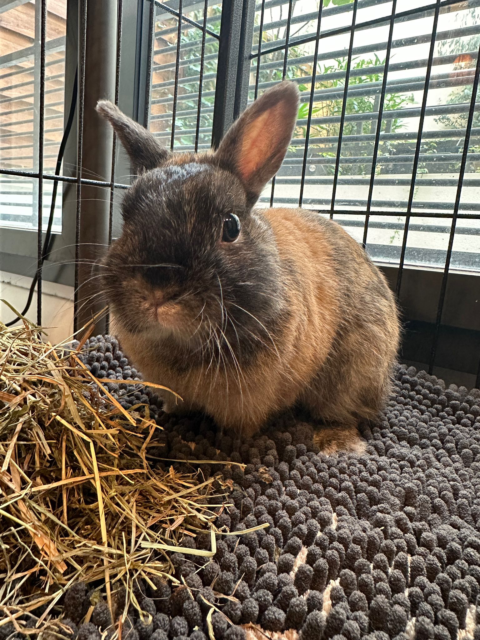 Caramel : lapin nain mâle de 4 ans : IDF