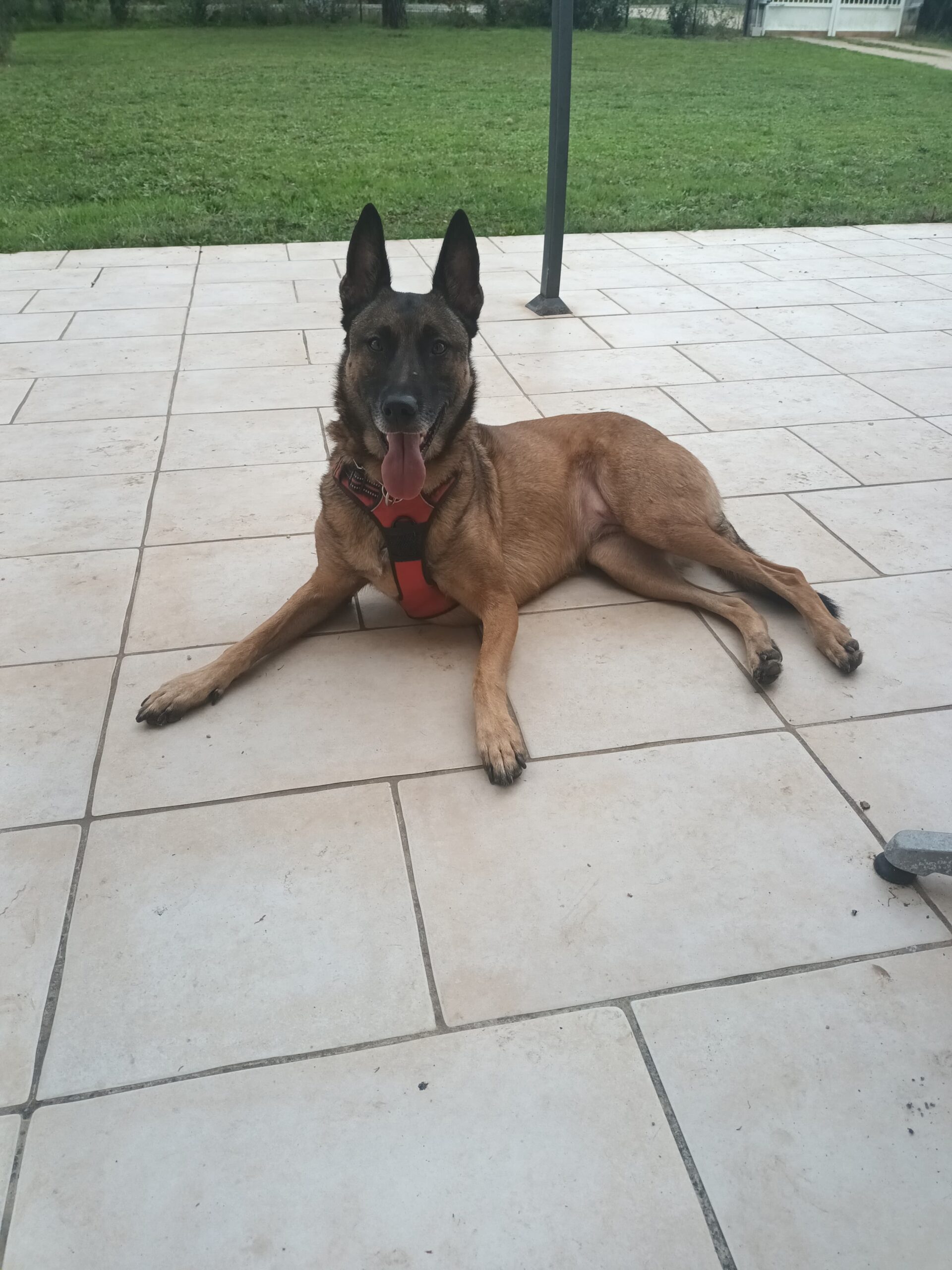 Pakita : chienne Malinois de 5 ans, Tarn-et-Garonne