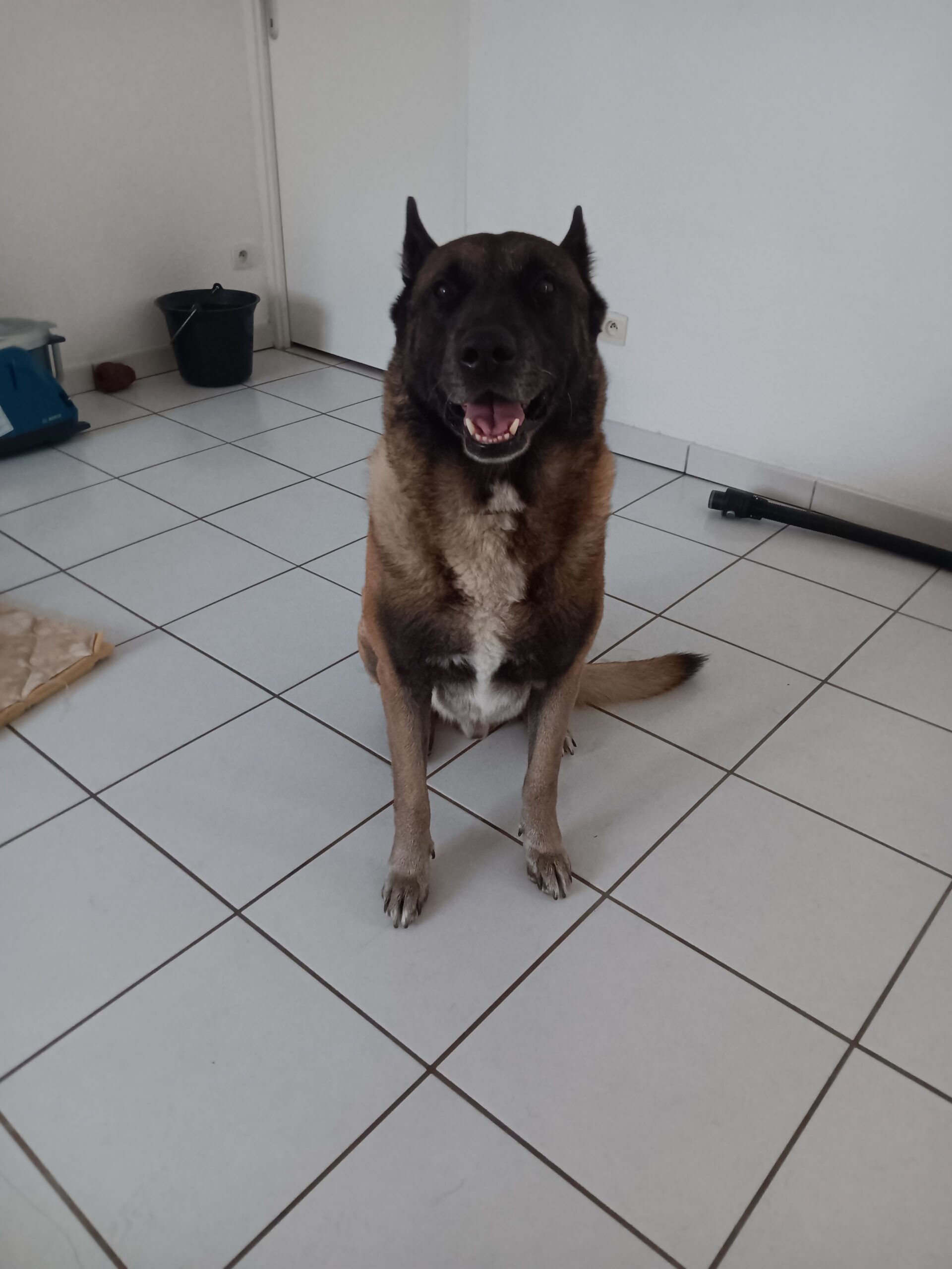 Lucky : Malinois de 9 ans, Tarn-et-Garonne