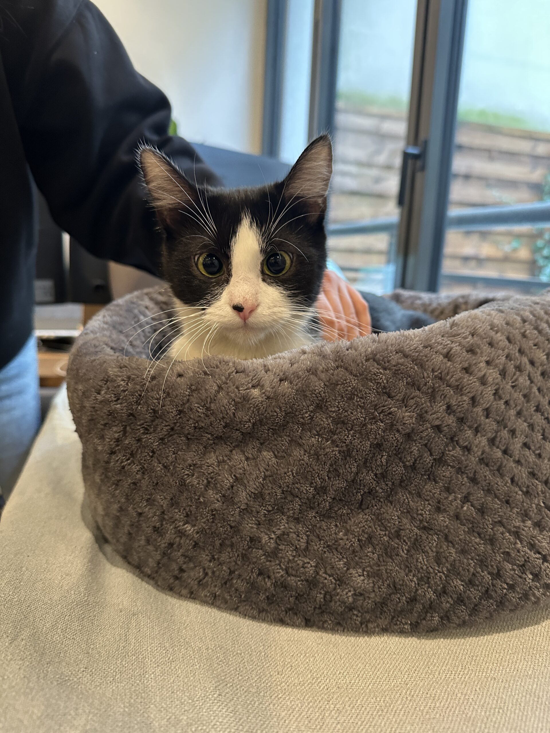 Taiga : chat femelle d’1 an et demi, IDF