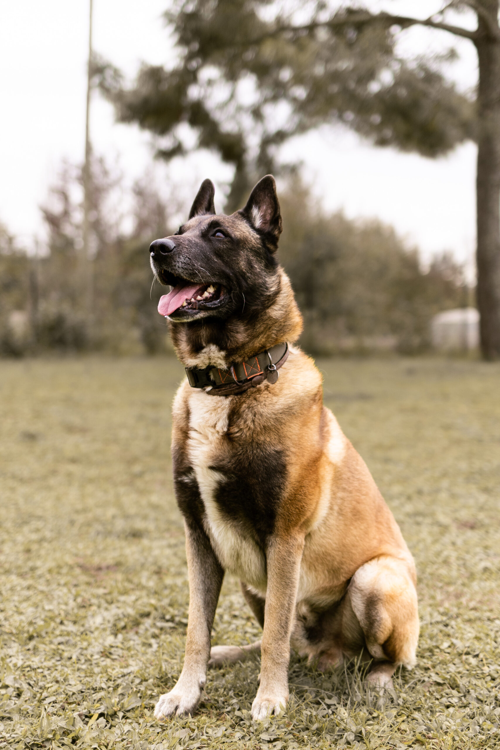 Lucky : Malinois mâle de 9 ans, Tarn-et-Garonne