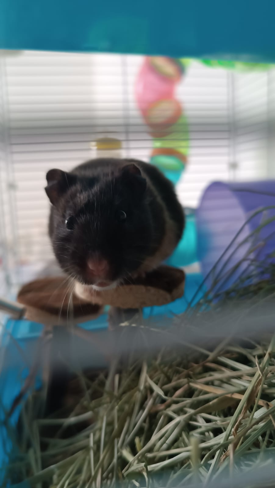 Rex : hamster mâle de 10 mois