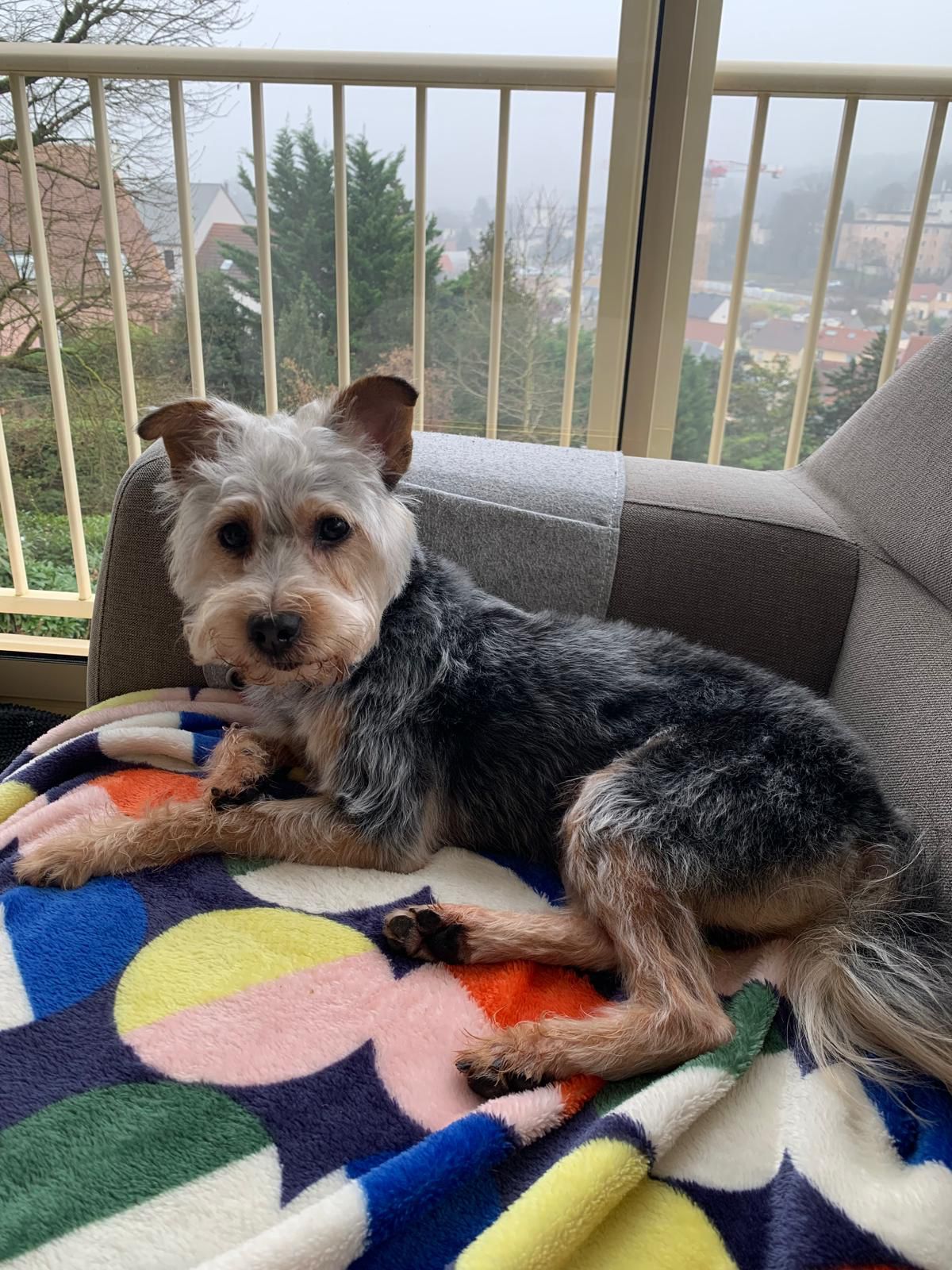 Bandy : chien mâle de 8 ans, IDF