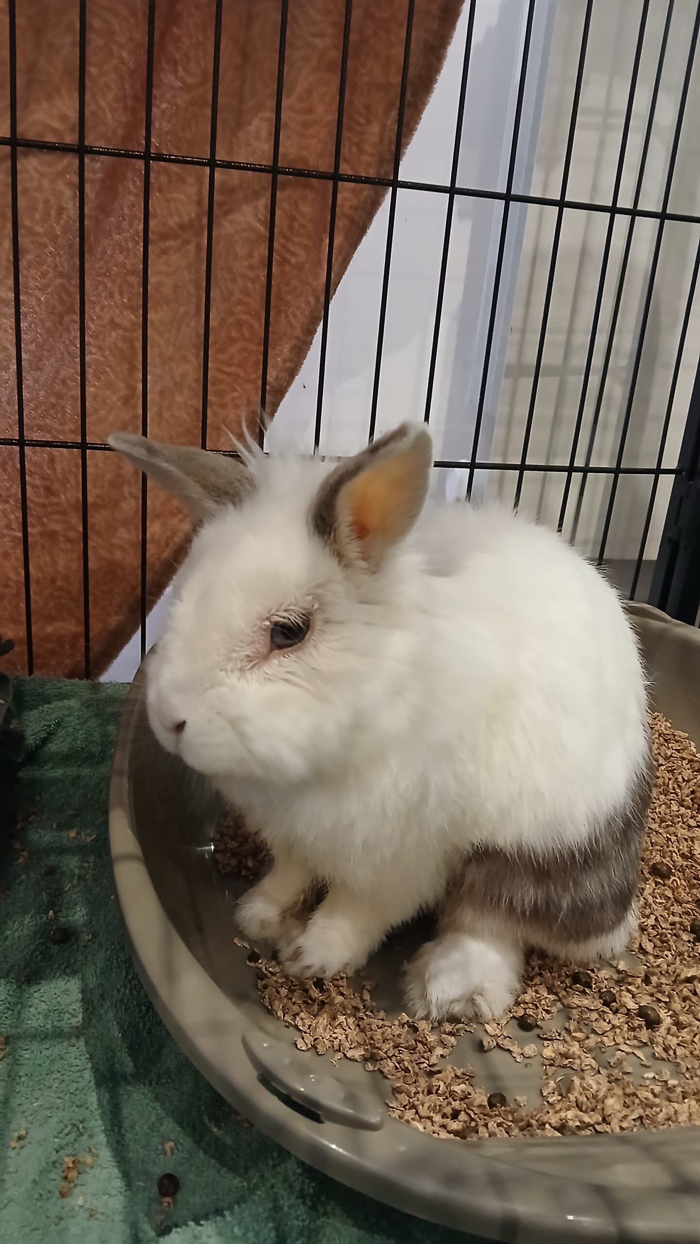 Biscotte : lapin nain de 6 ans, IDF