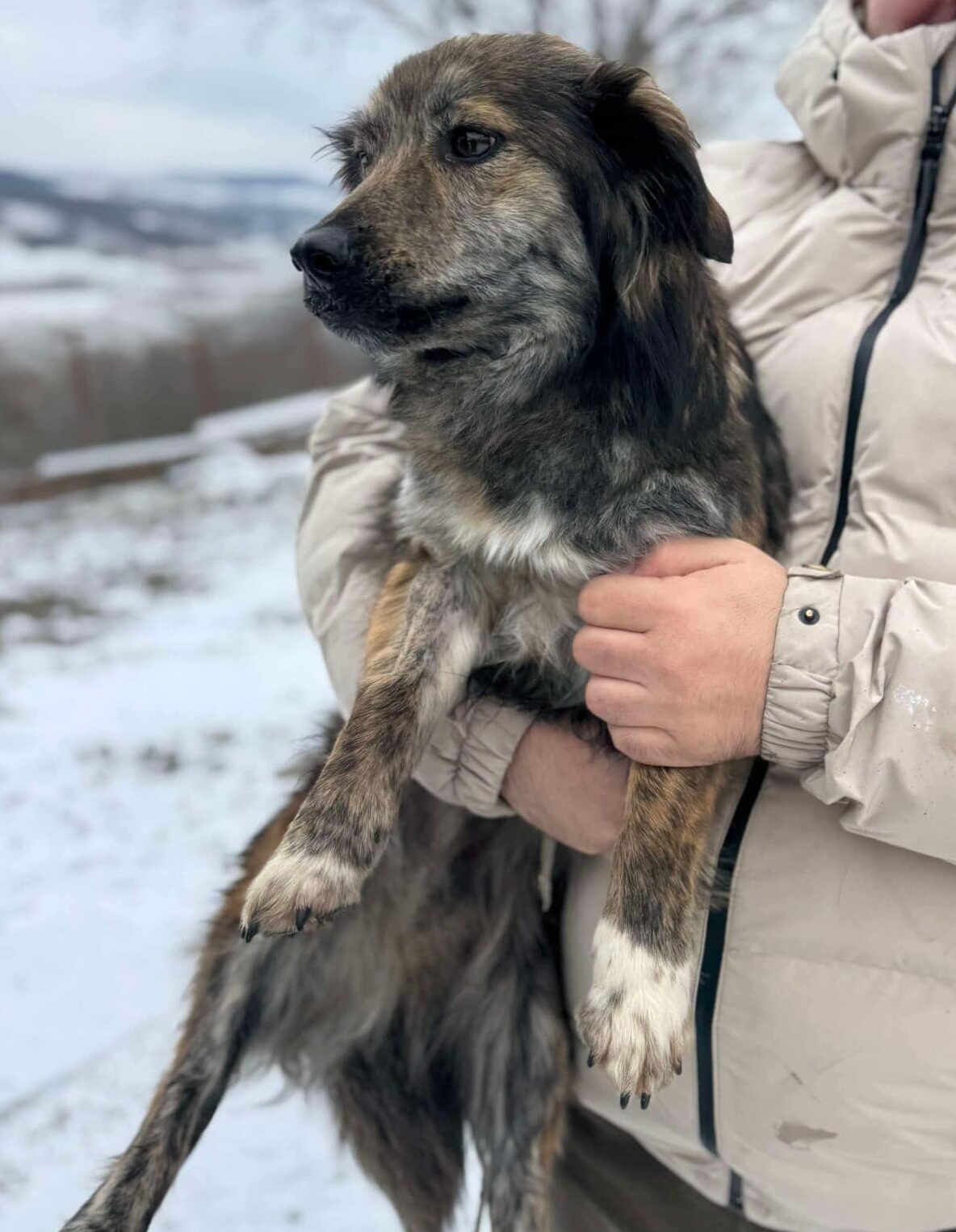 Faris : chien mâle de 2 ans, IDF
