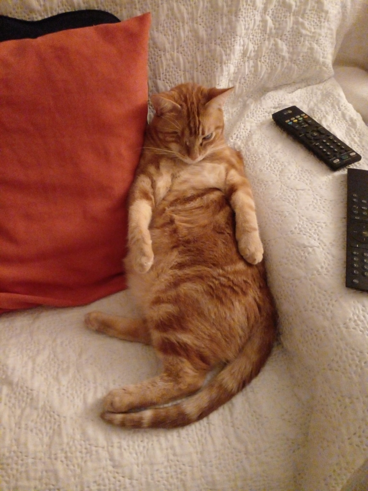 Titou : chat mâle de 2 ans et demi, IDF