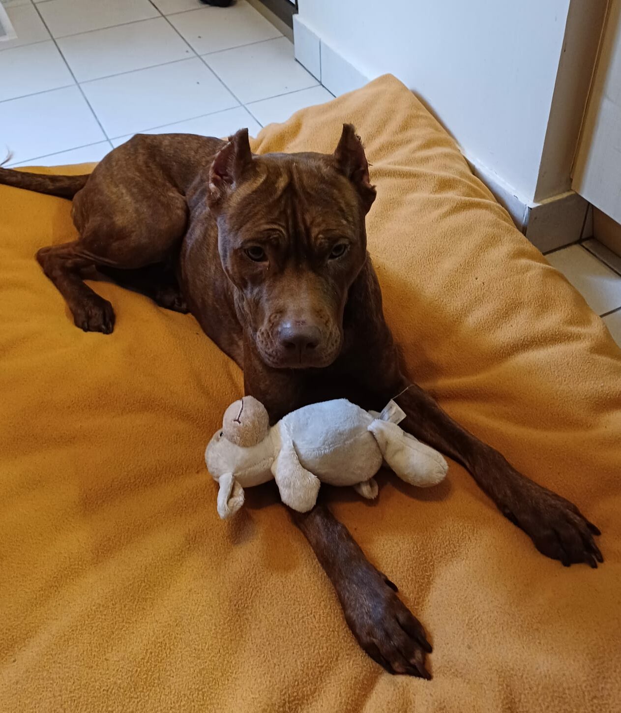 Clem : chien femelle de 2 ans, IDF