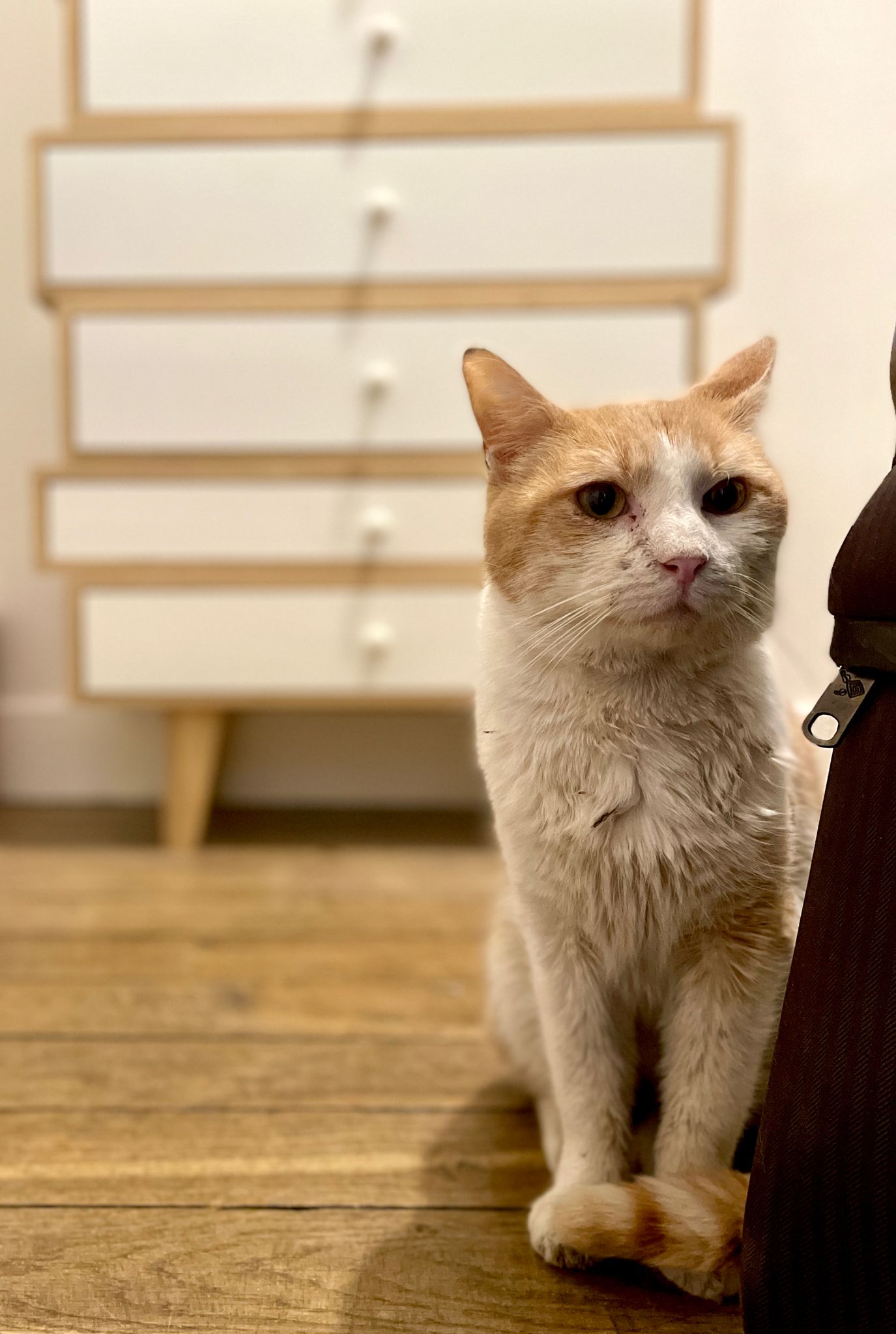 Misu : chat mâle de 7 ans, IDF