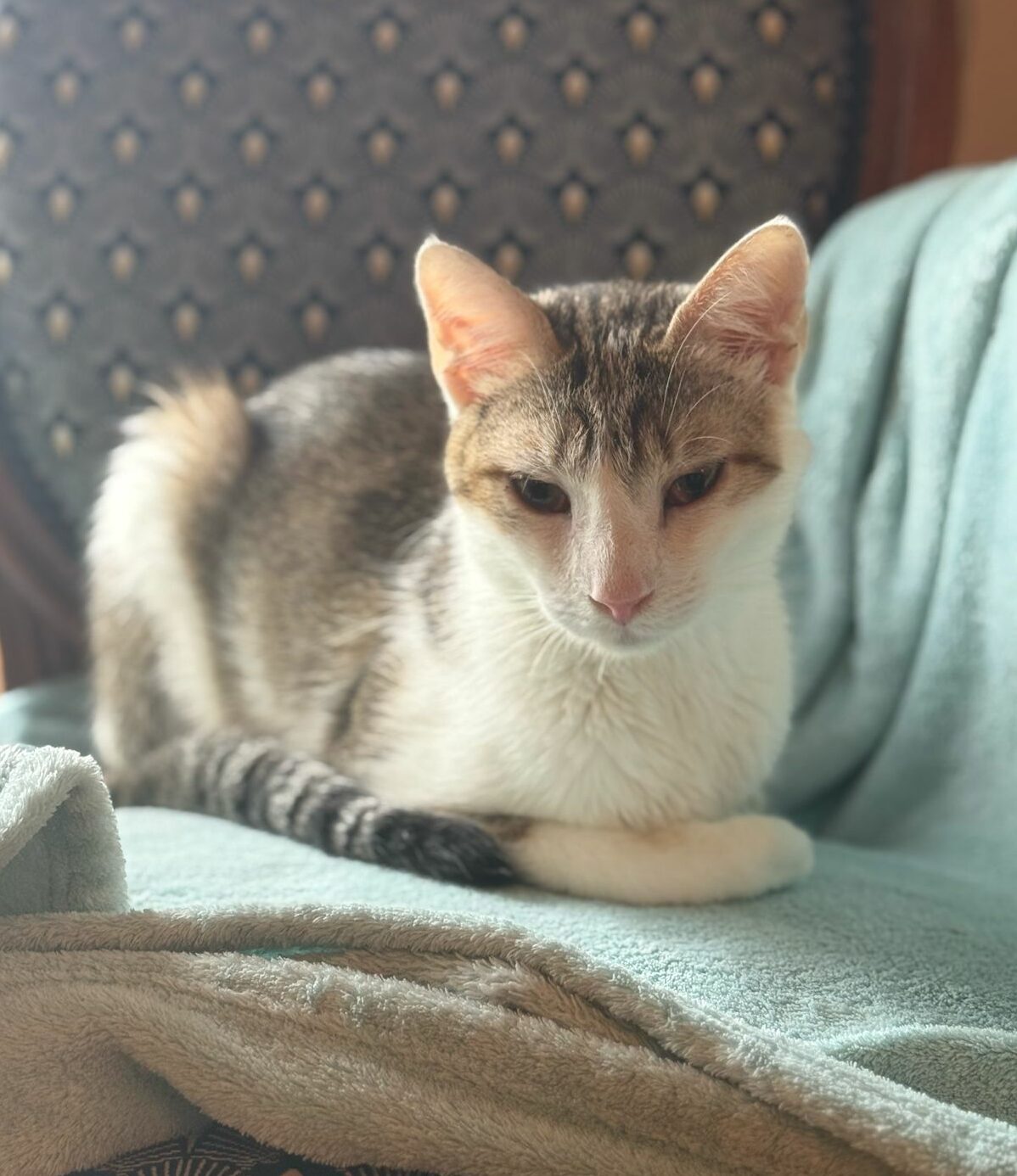 Hunter : chat mâle de 1 an, IDF