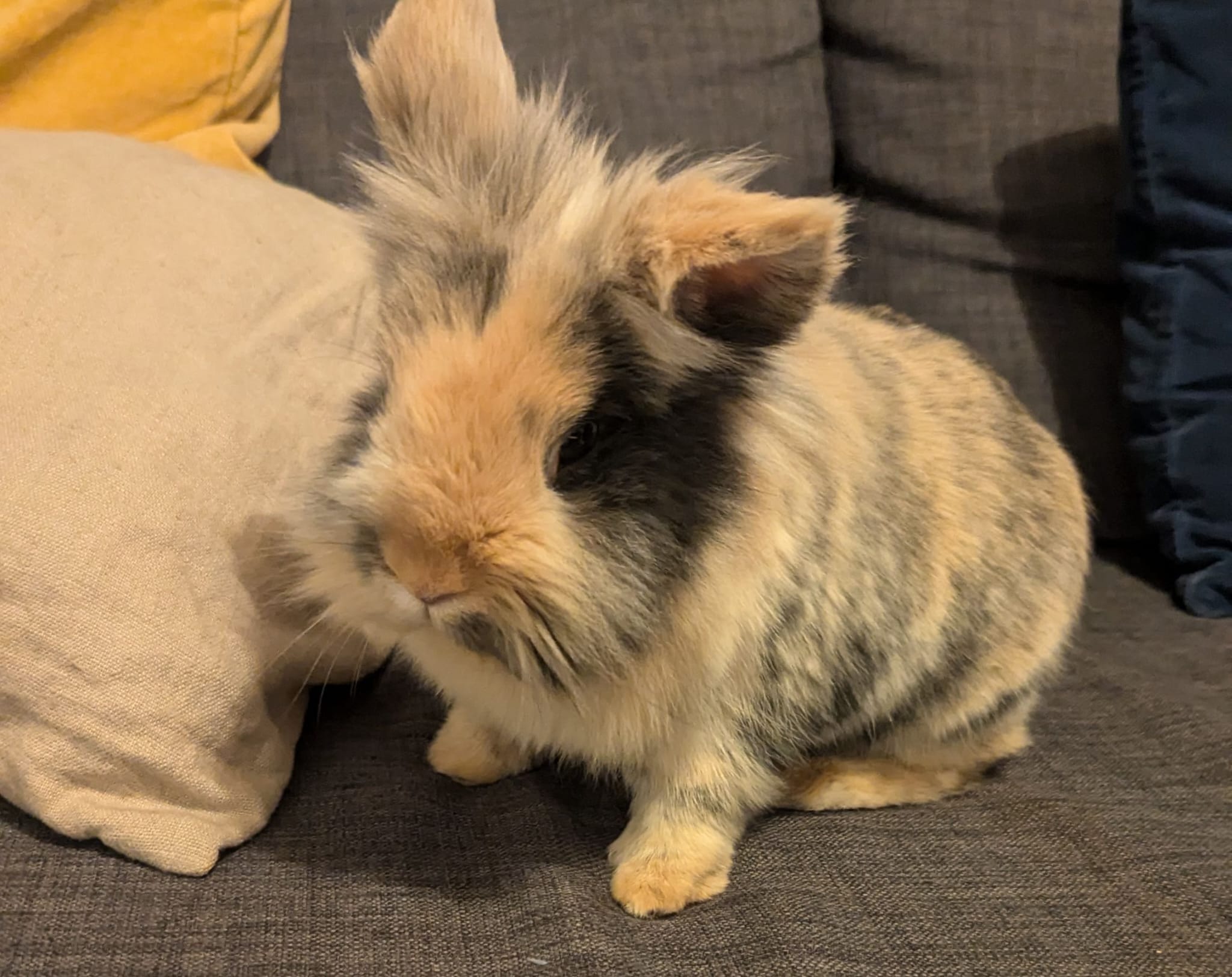 Lolik : femelle lapin nain de 4 ans, IDF