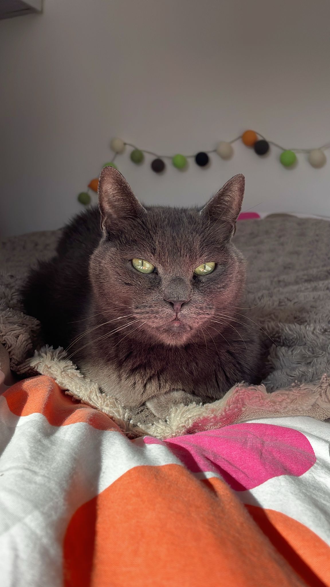 Lupo : chat mâle 6 ans, IDF