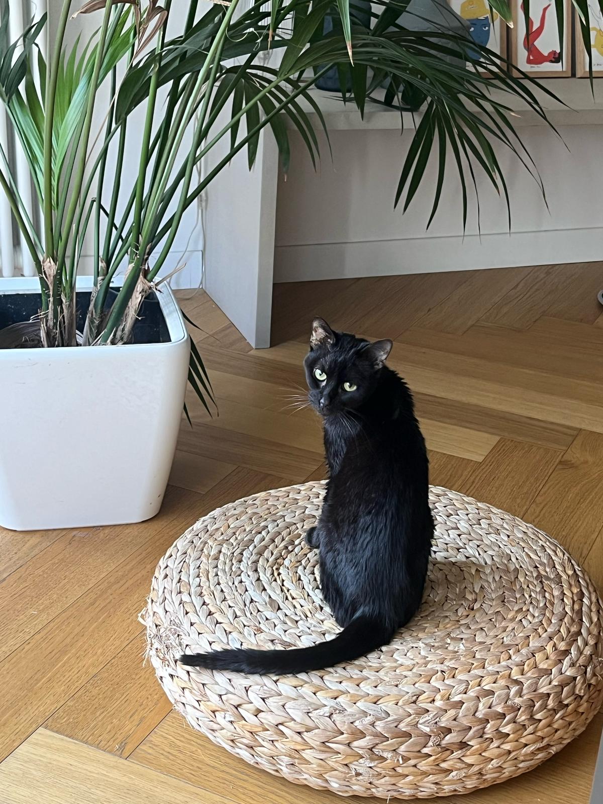 Jigi : chat femelle de 10 ans, IDF