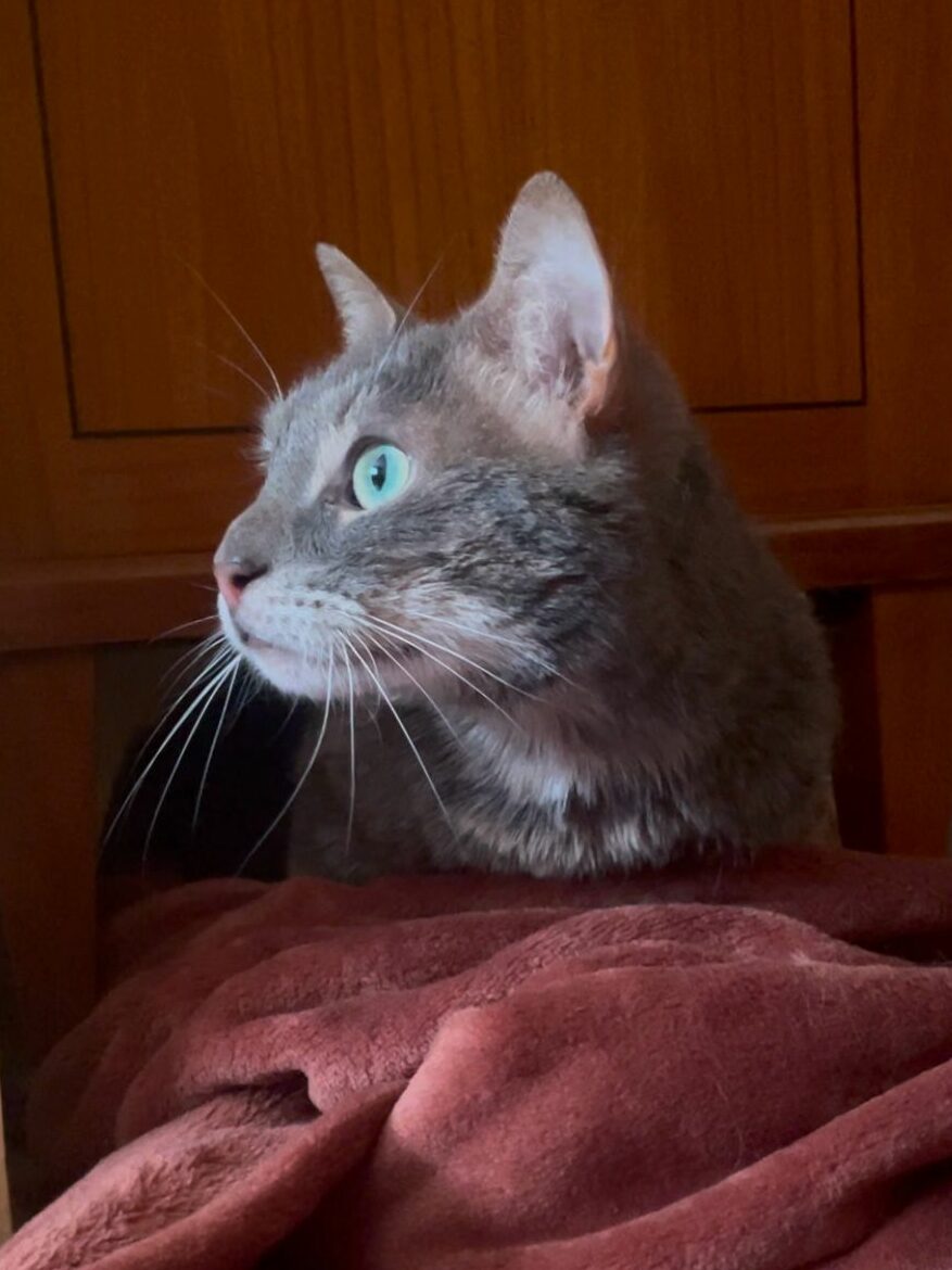 Rory : chat femelle de 4 ans, IDF