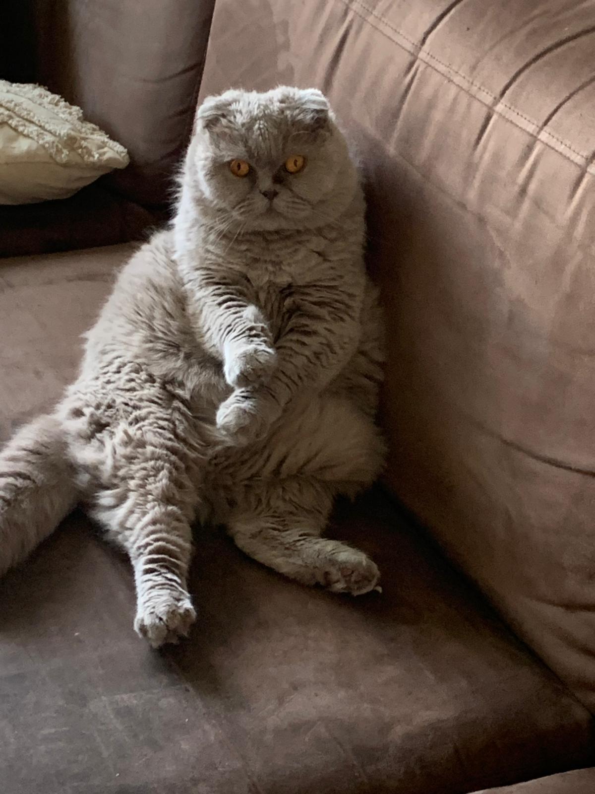 Princesse : femelle Scottish Fold, 10 ans, IDF