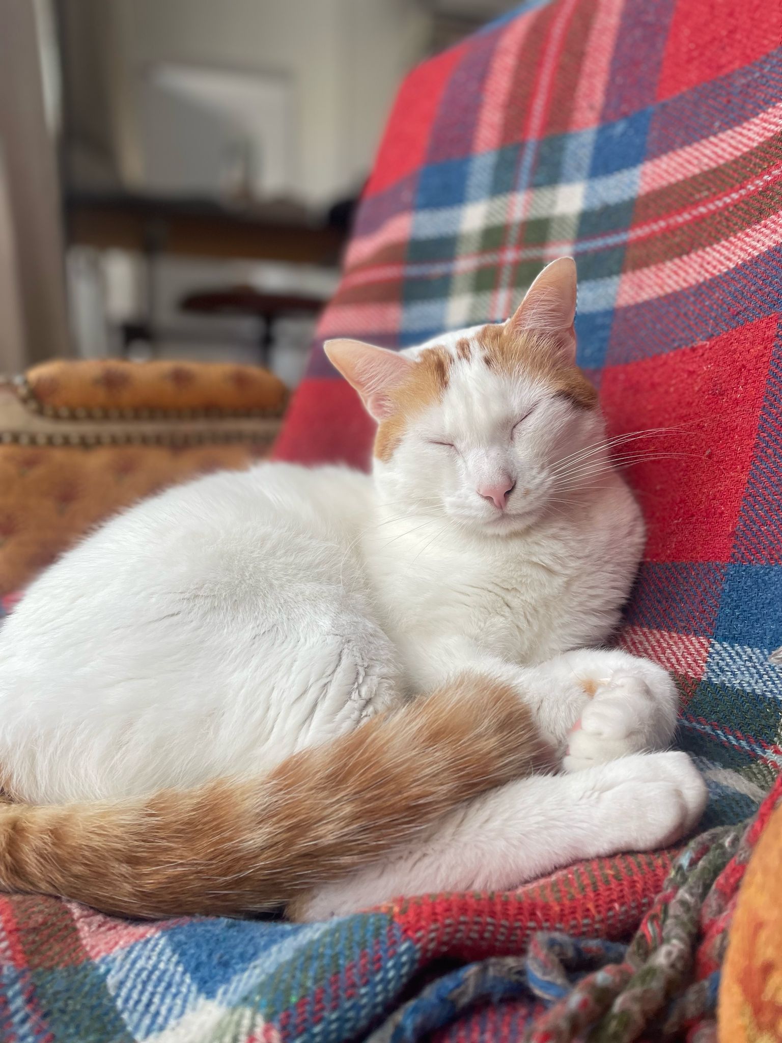 Winnie : chat mâle d’un an et demi, IDF (94)