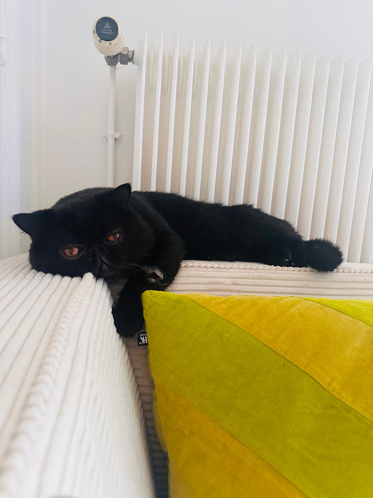 Edouard : chat mâle de 7 ans, IDF