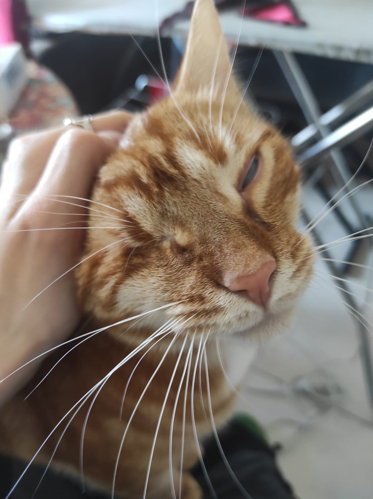 Titou : chat mâle de 2 ans et demi, IDF