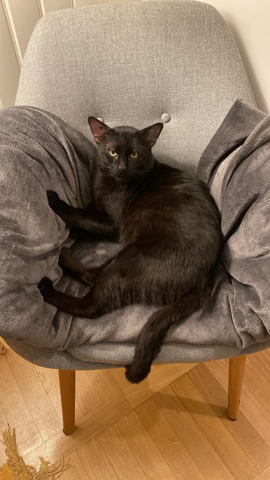 Mouss : chat mâle de 7 ans, IDF