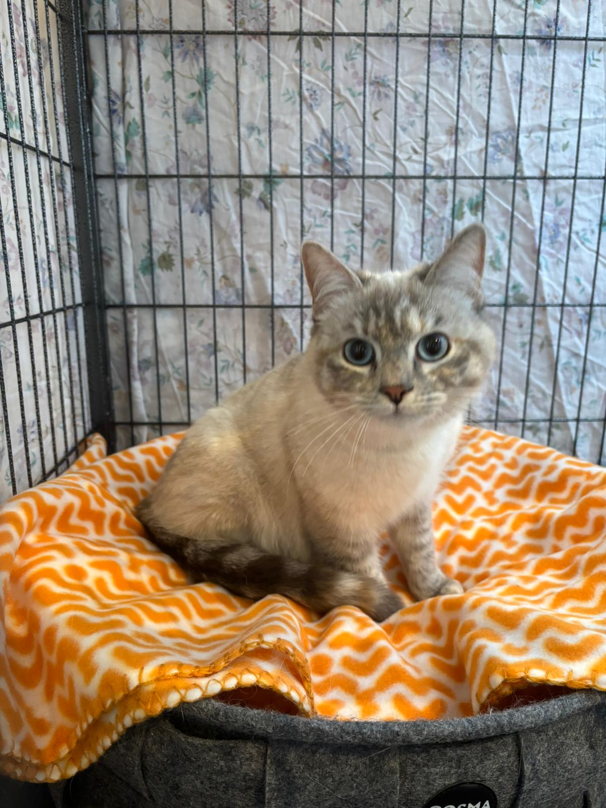 Câline : chatte siamoise d’1 an et demi, Tarn-et-Garonne (82)