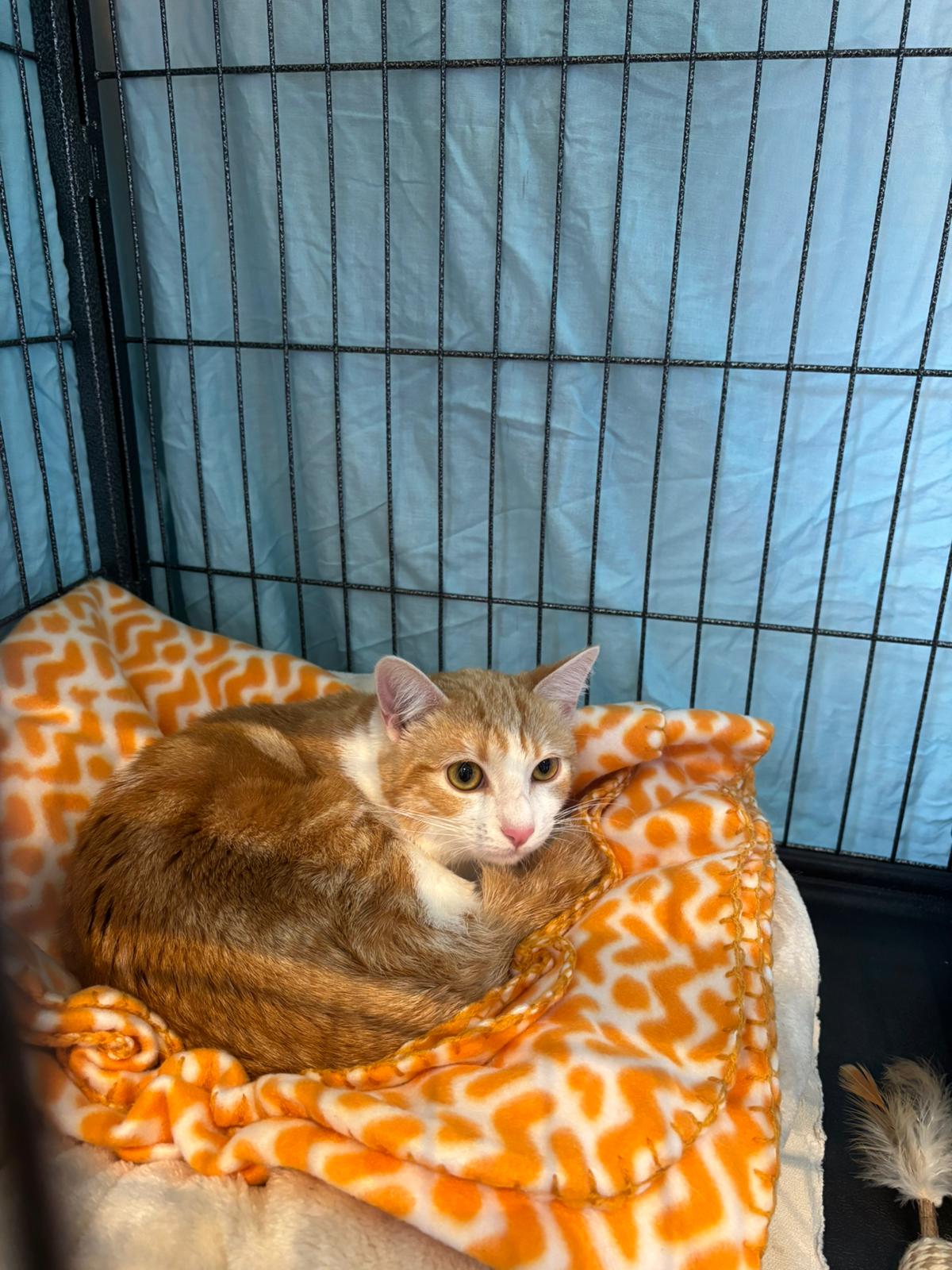 Rouky : jeune chat mâle de 11 mois, Tarn-et-Garonne (82)