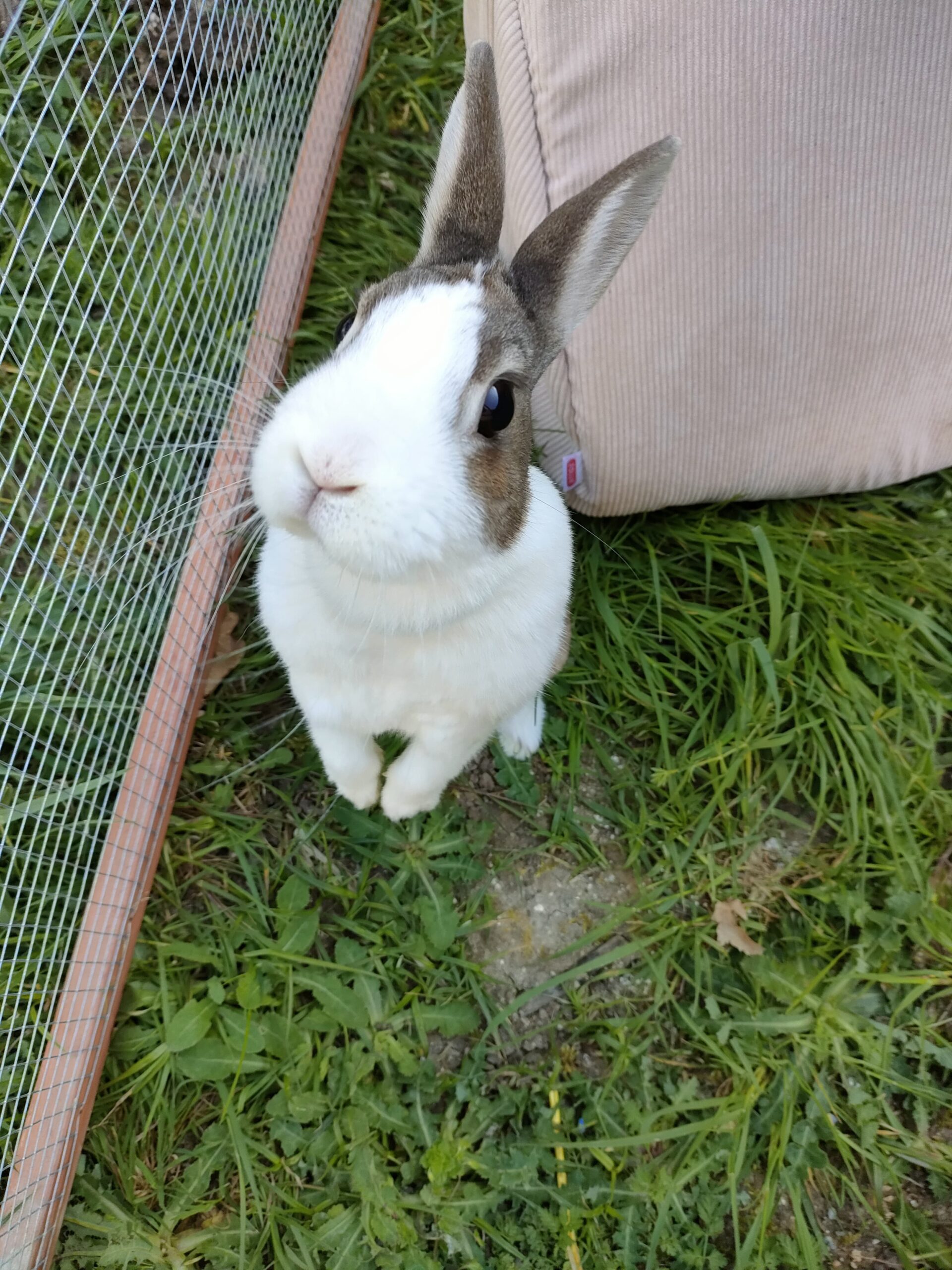 Jeannette : lapine de 3 ans, IDF (94)
