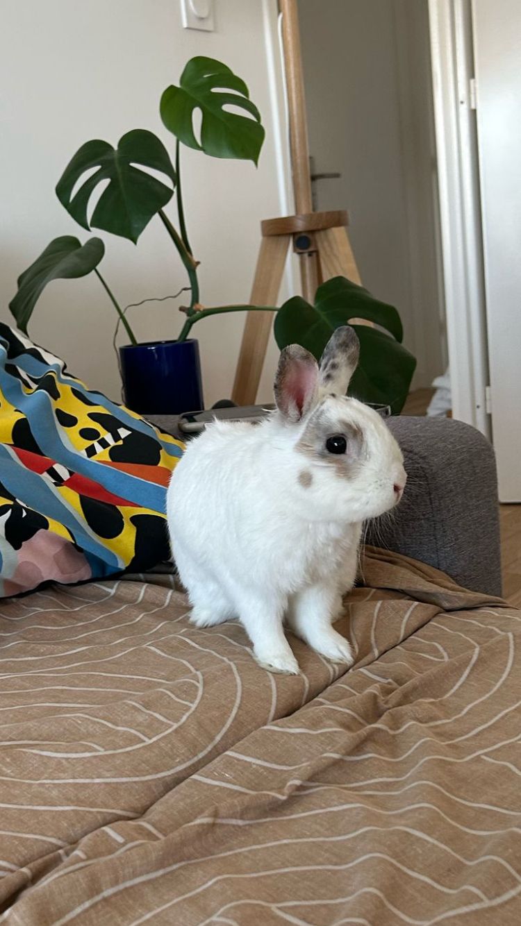 Aladdin : lapin mâle de 7 ans, IDF