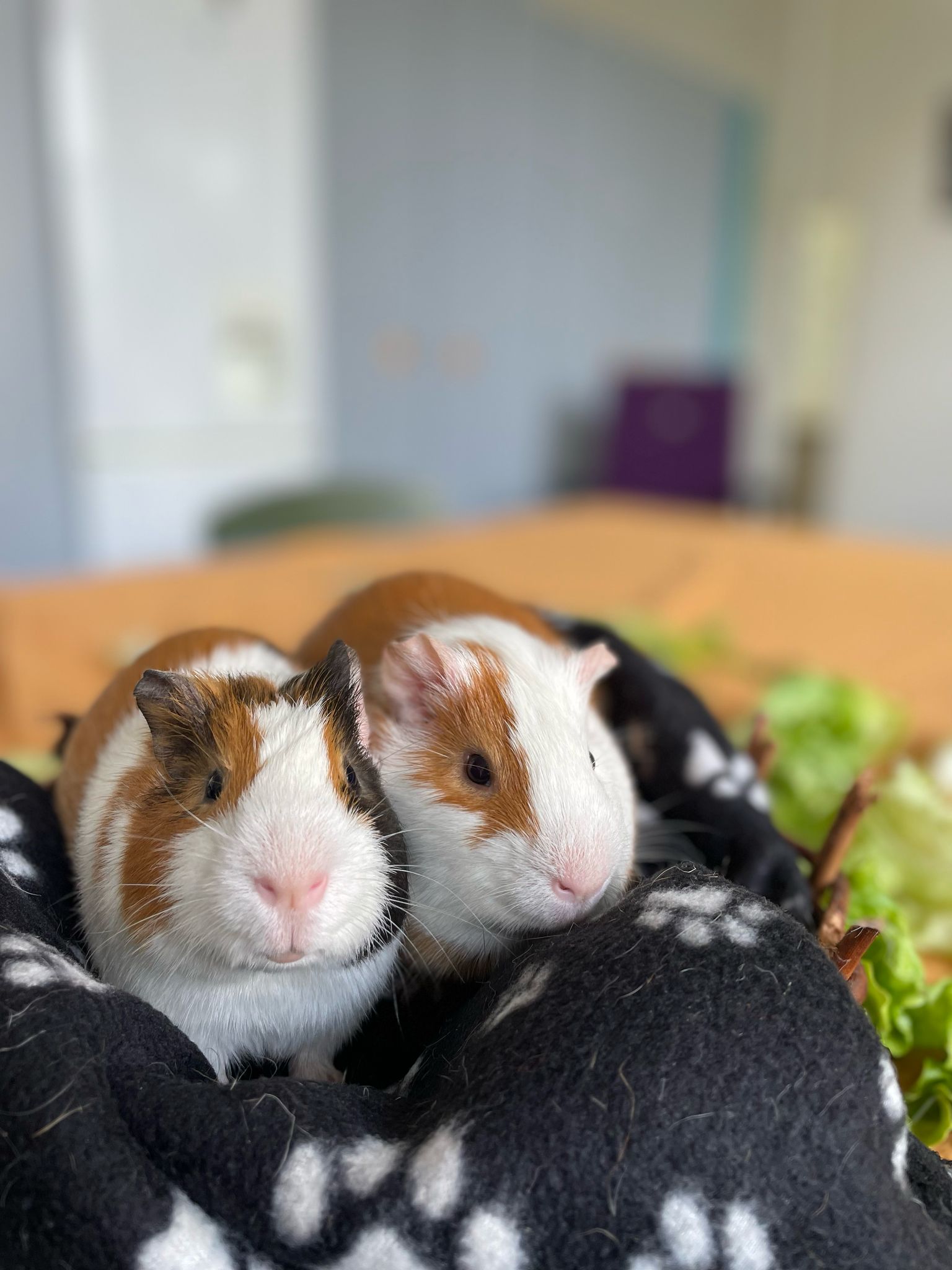 Gus et Gaston : cochons d’Inde mâles, IDF