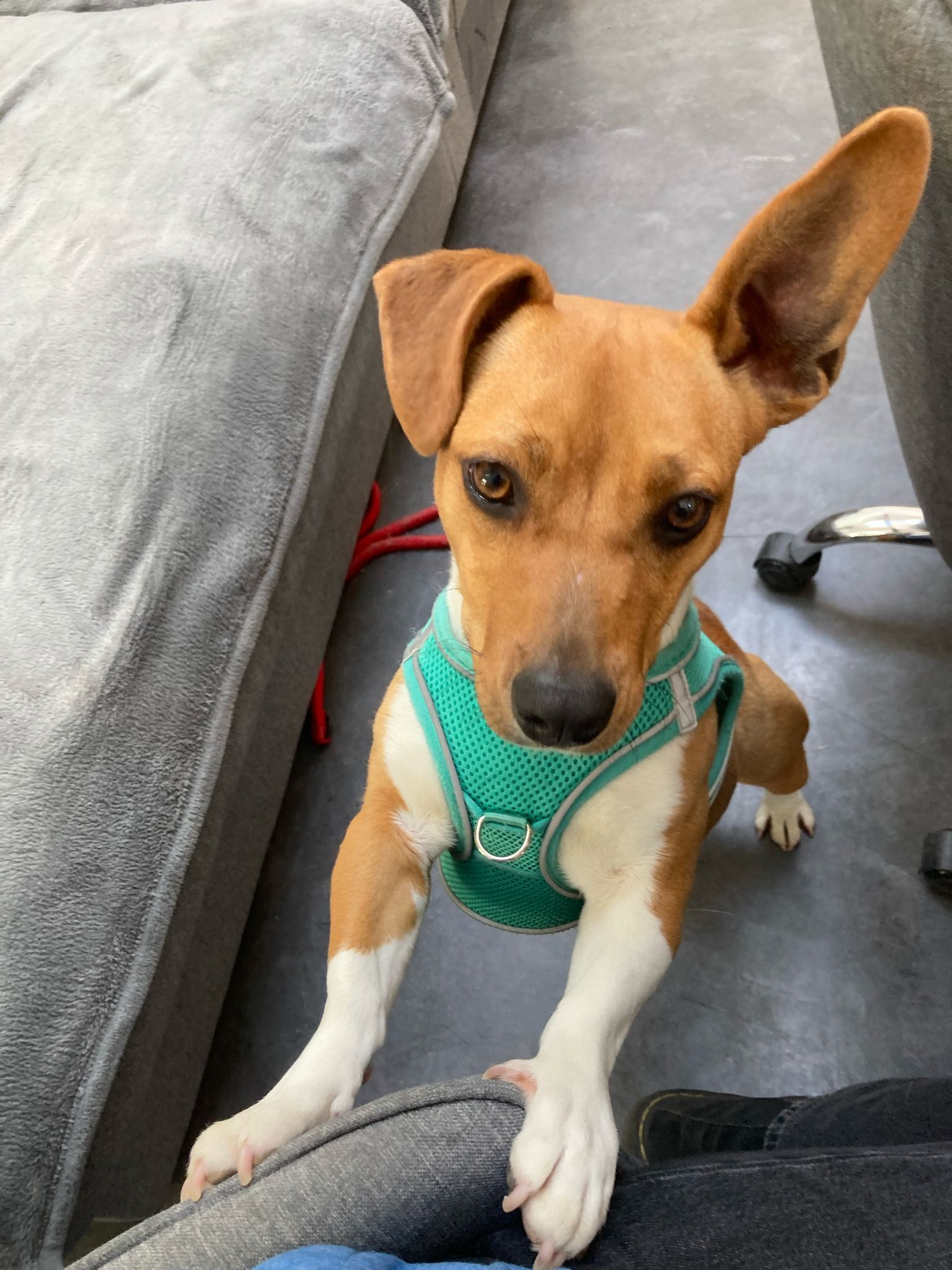 Joy : femelle croisé Jack Russel d’1 an, IDF