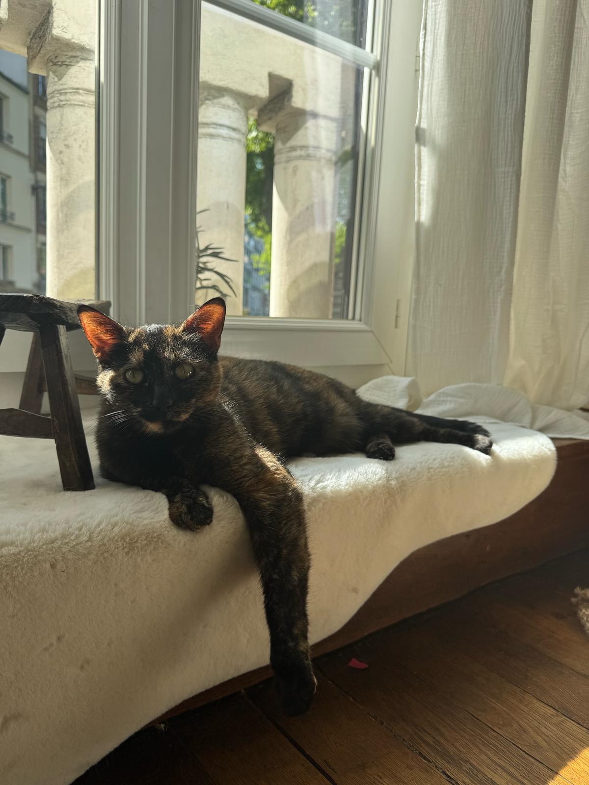 Kira : chat femelle de 3 ans, IDF