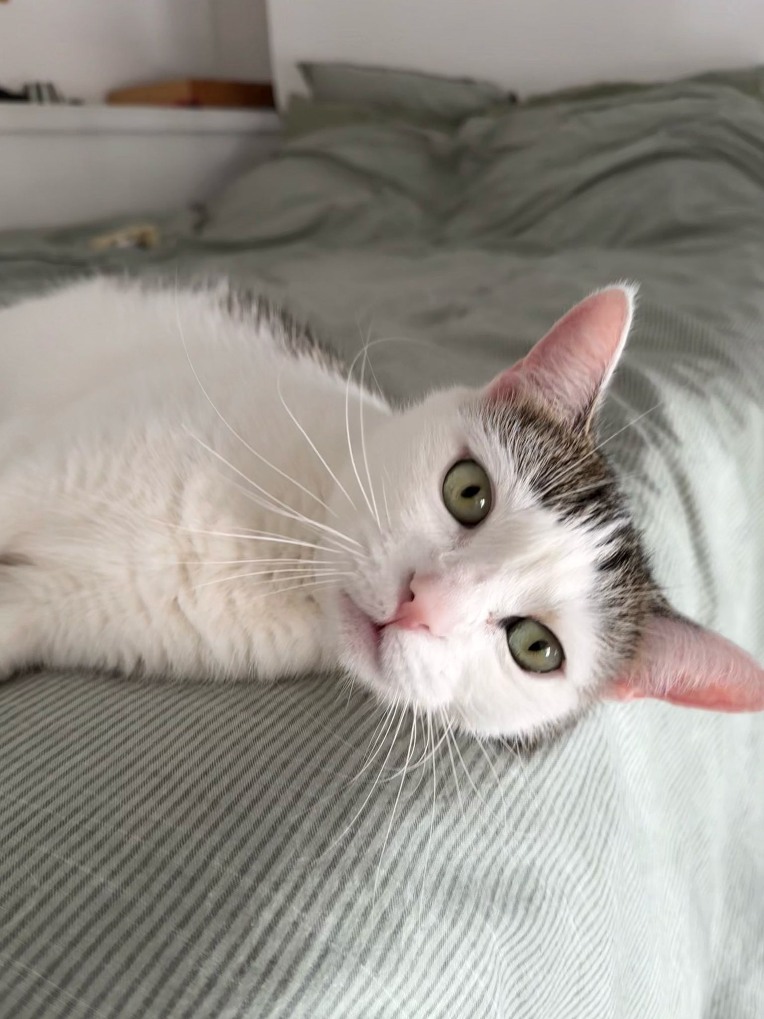 Princesse : chat femelle de 7 ans, IDF