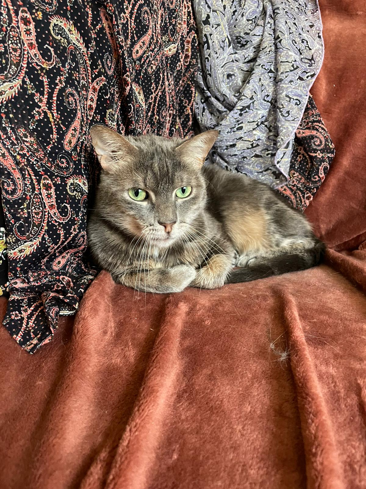 Rory : chat femelle de 4 ans, IDF