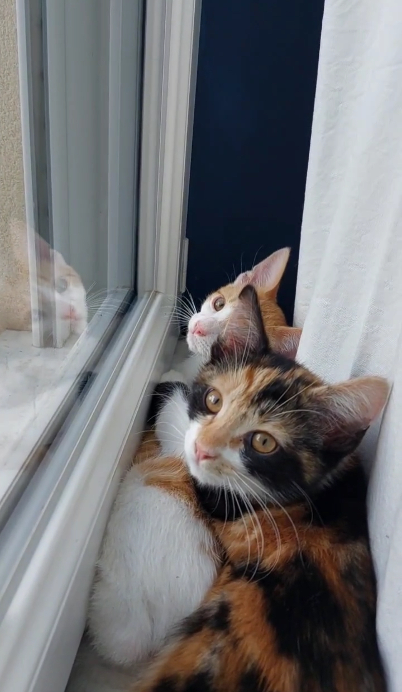 Chiara : chaton femelle, 2 mois et demi, IDF