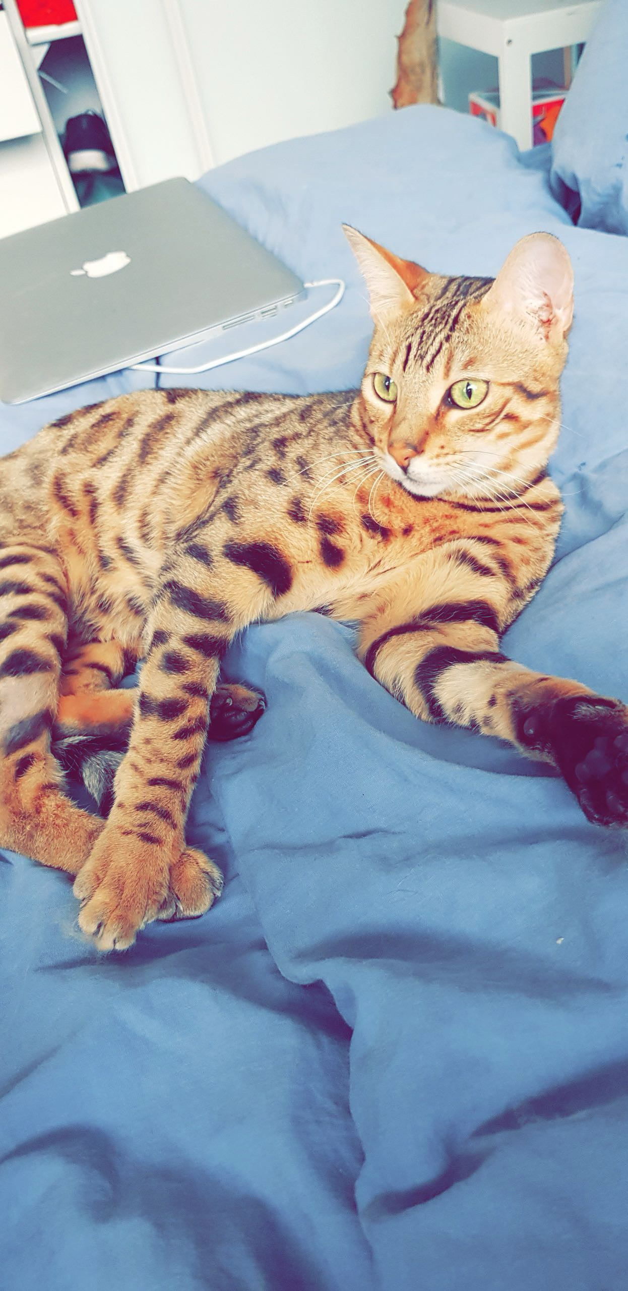 Nébulon : chat mâle, 8 ans, IDF
