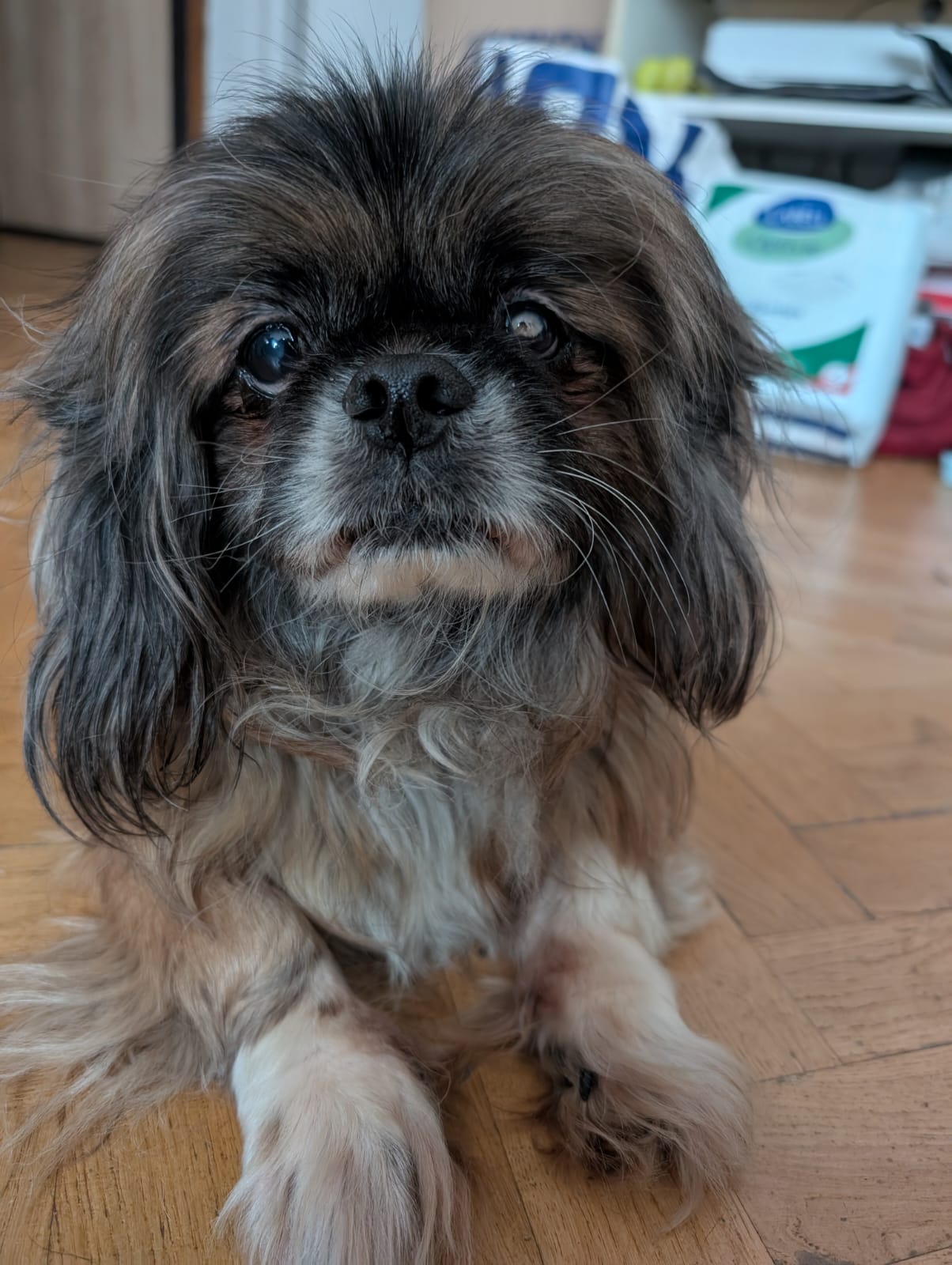 Ladou : chien mâle de 10 ans, IDF