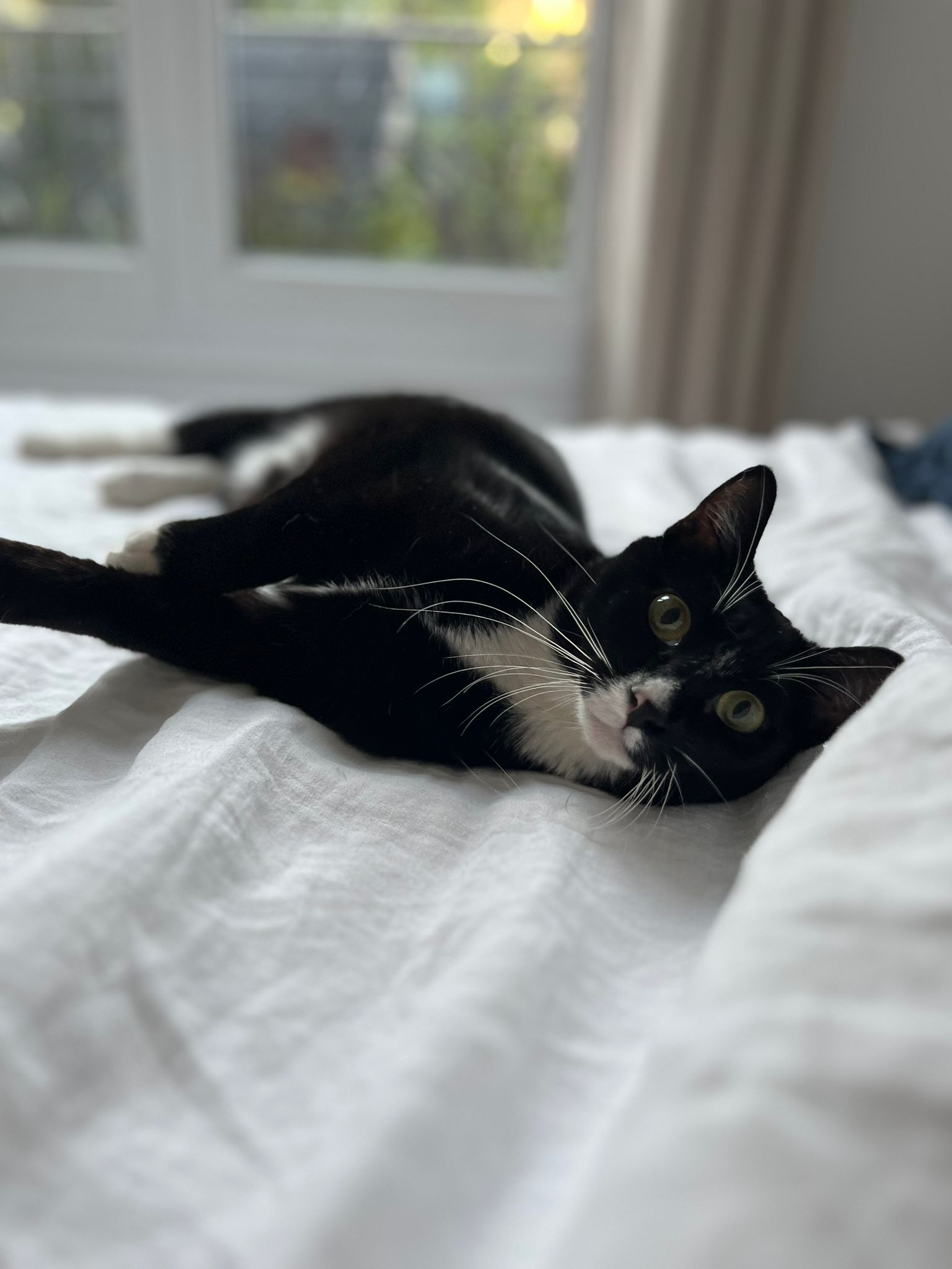 Domino : chat mâle de 1 an, IDF