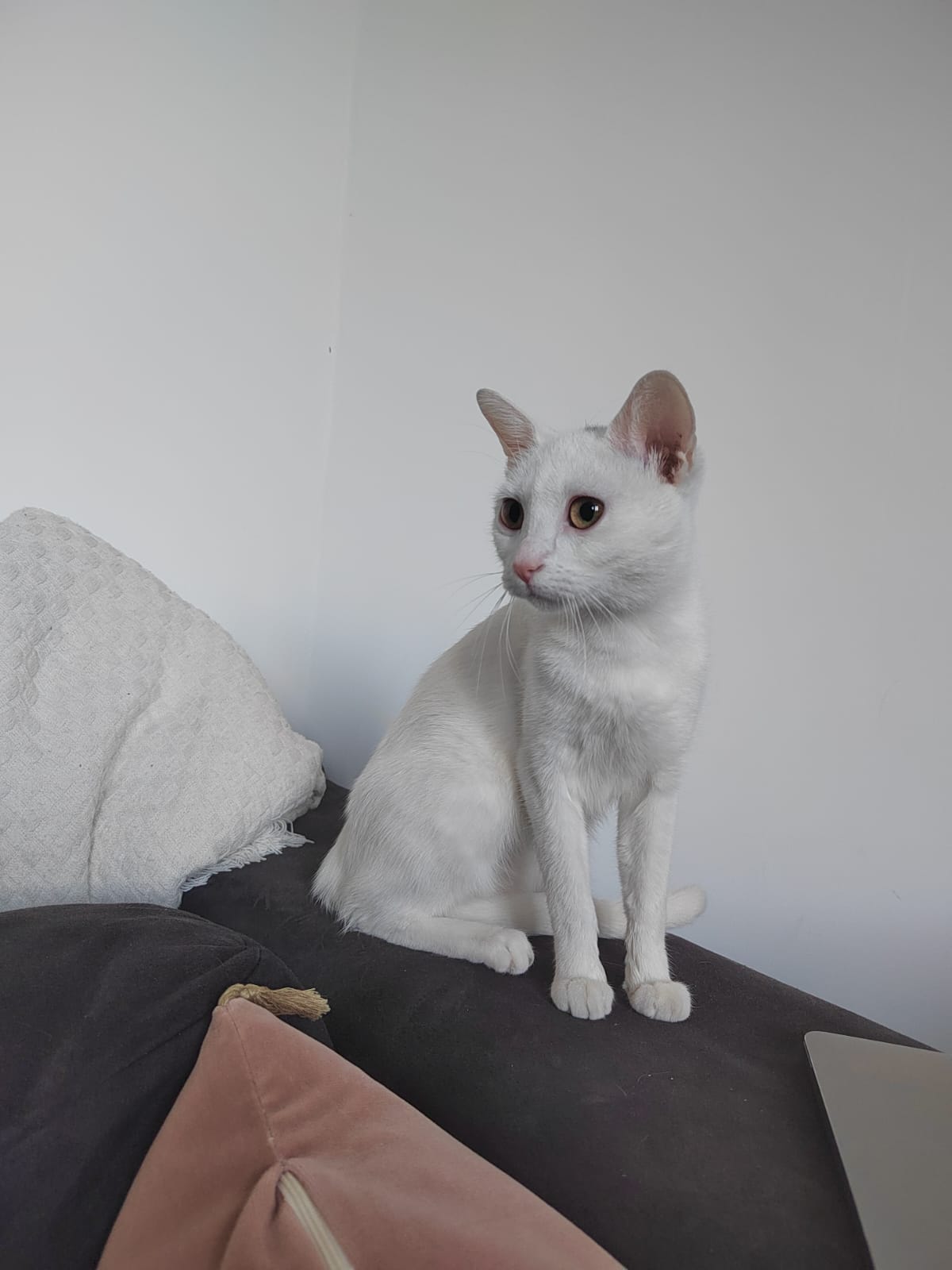 Lili : chat femelle, 1 an, IDF