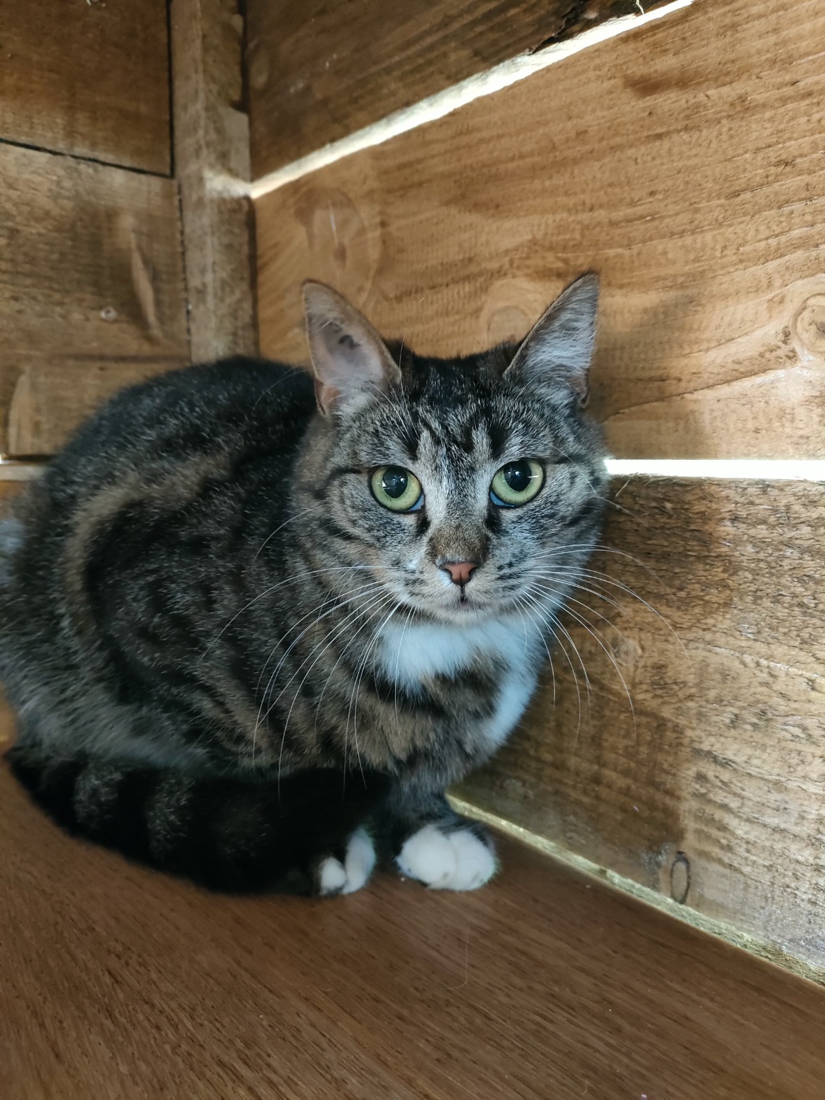 Lilou : chat femelle, 2 ans, IDF