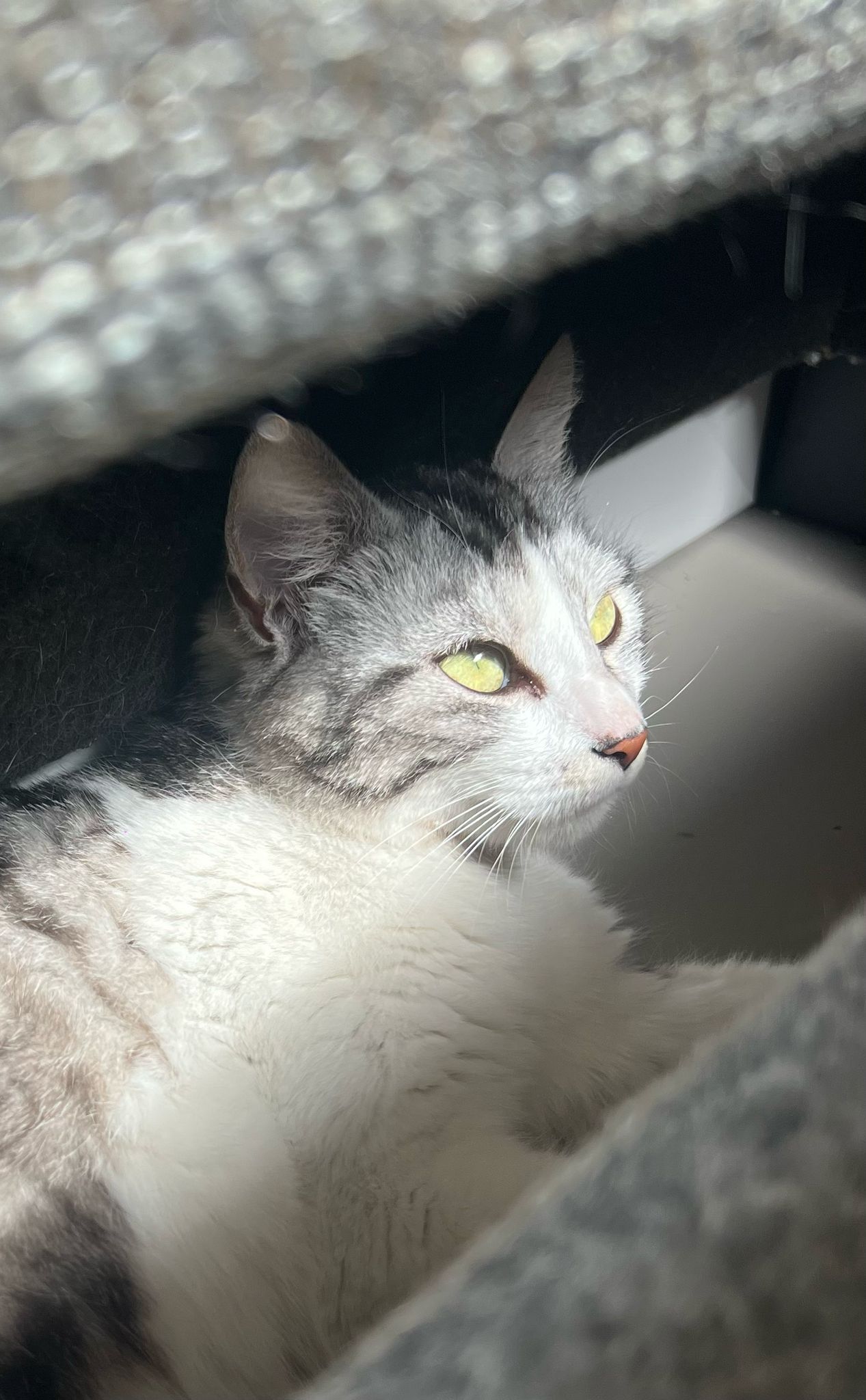 Birdy : chat femelle, 2 ans, IDF