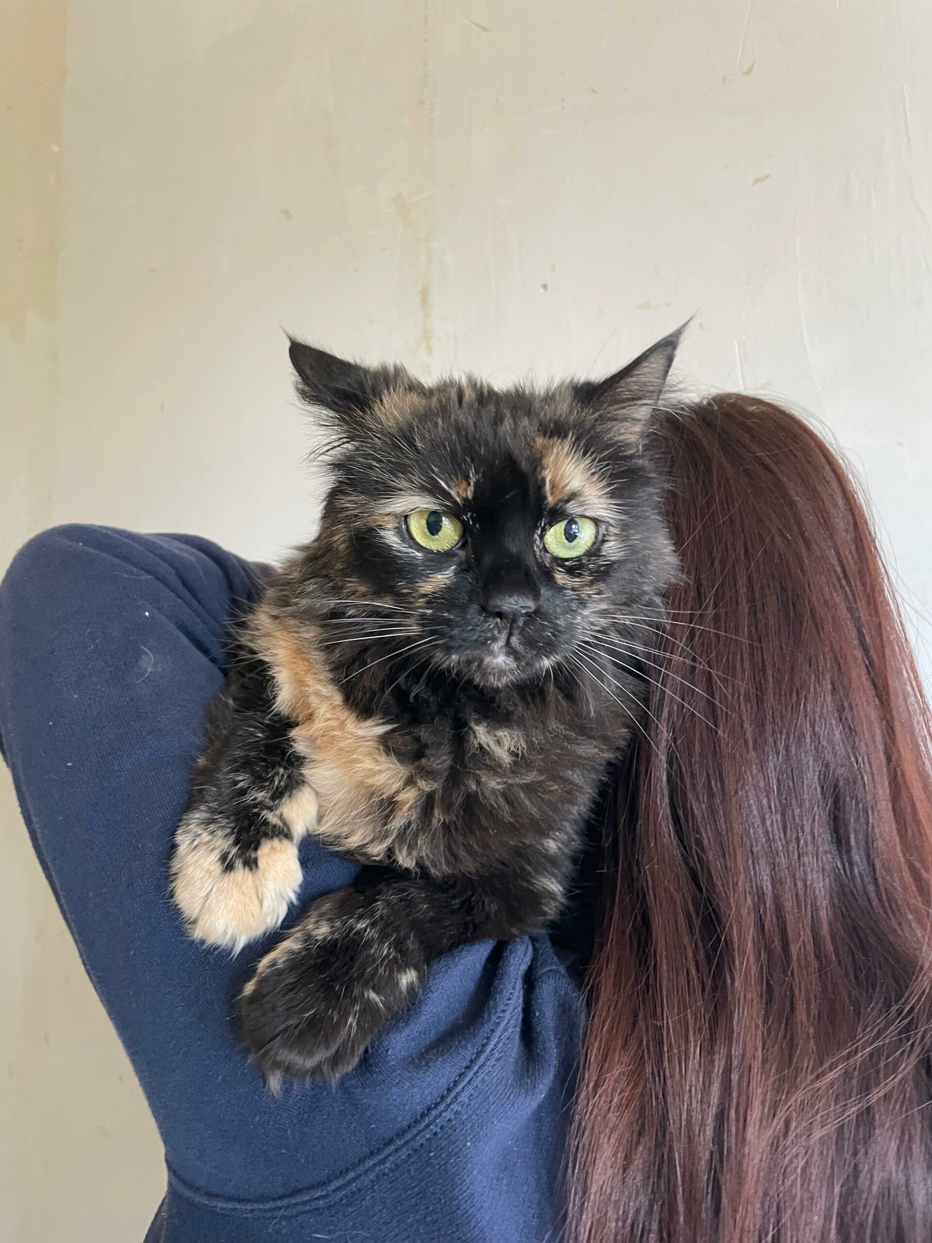 Douli : chat femelle, 9 ans, IDF