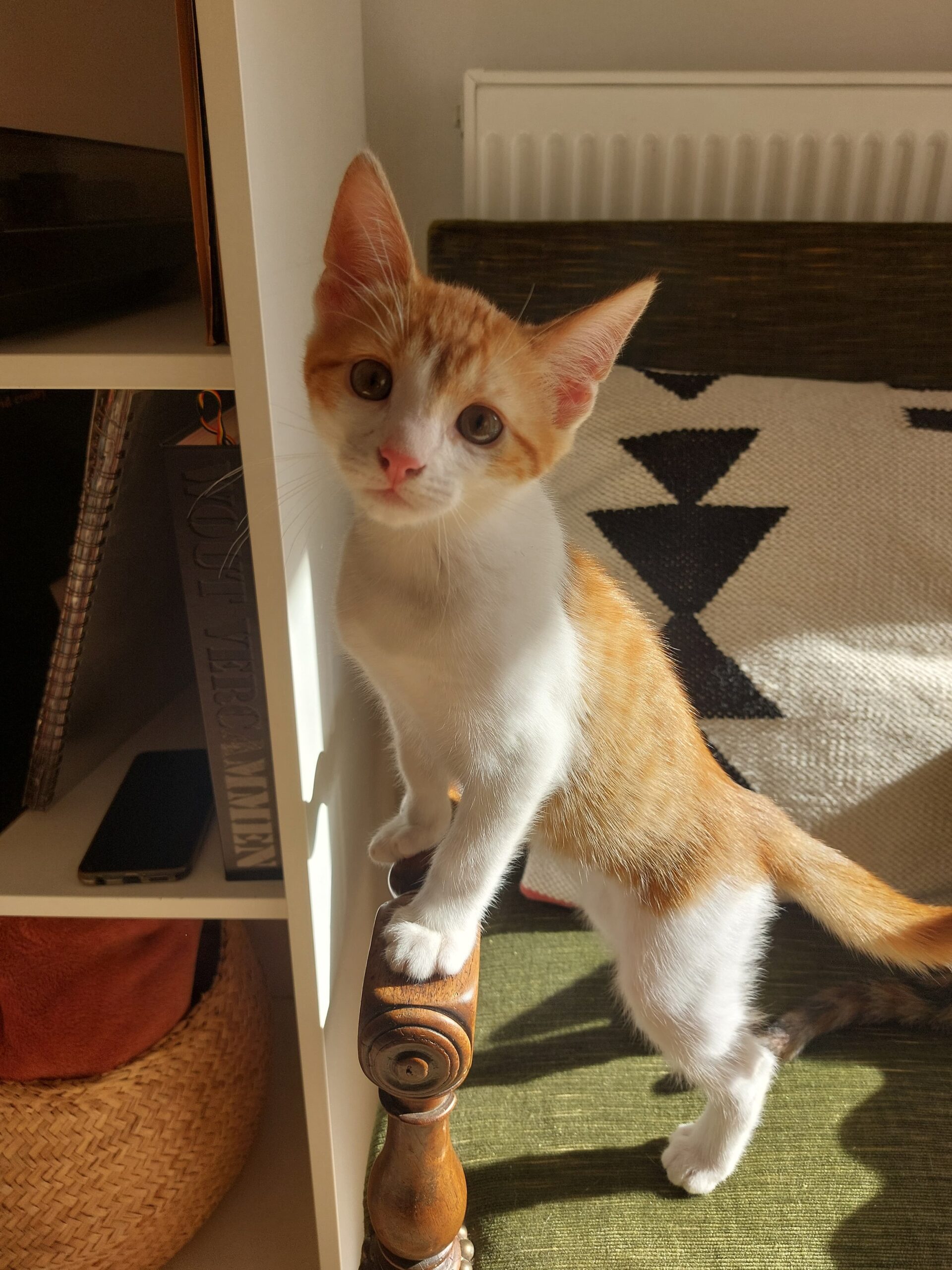 Marco : chaton mâle, 2 mois et demi, IDF