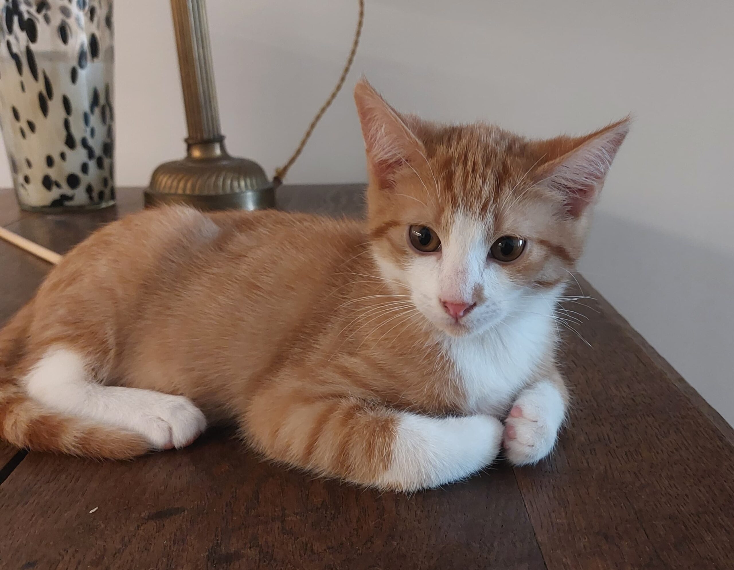 Elio : chaton mâle, 3 mois, IDF