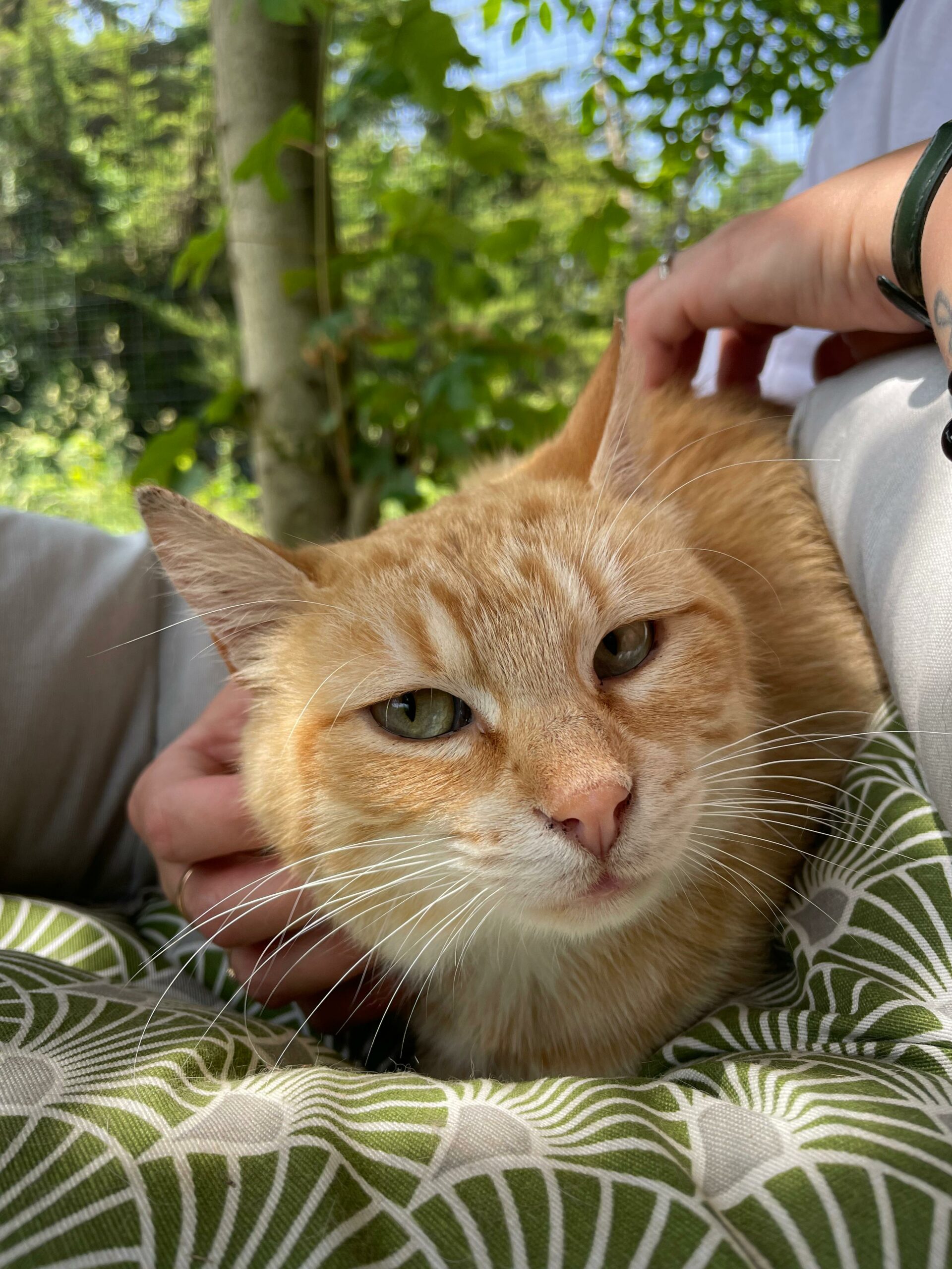 Jim : chat mâle, 2 ans, IDF
